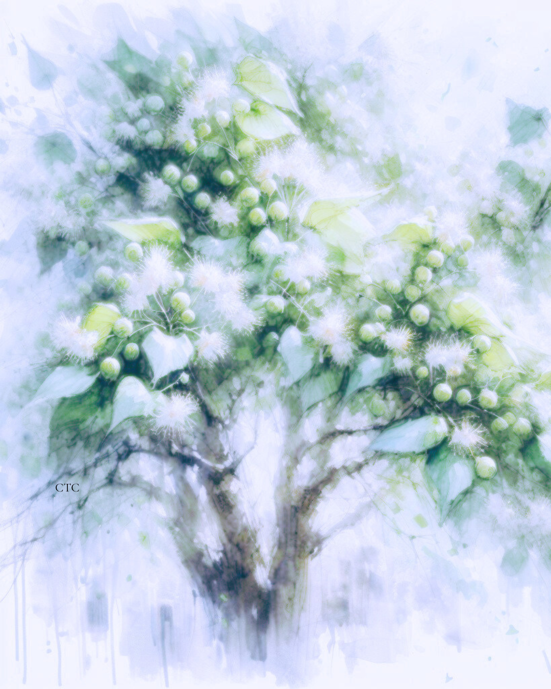 The blossoms themselves are pale, fragrant and inclined to fall in a manner that suggests they have given the matter considerable thought before doing so.