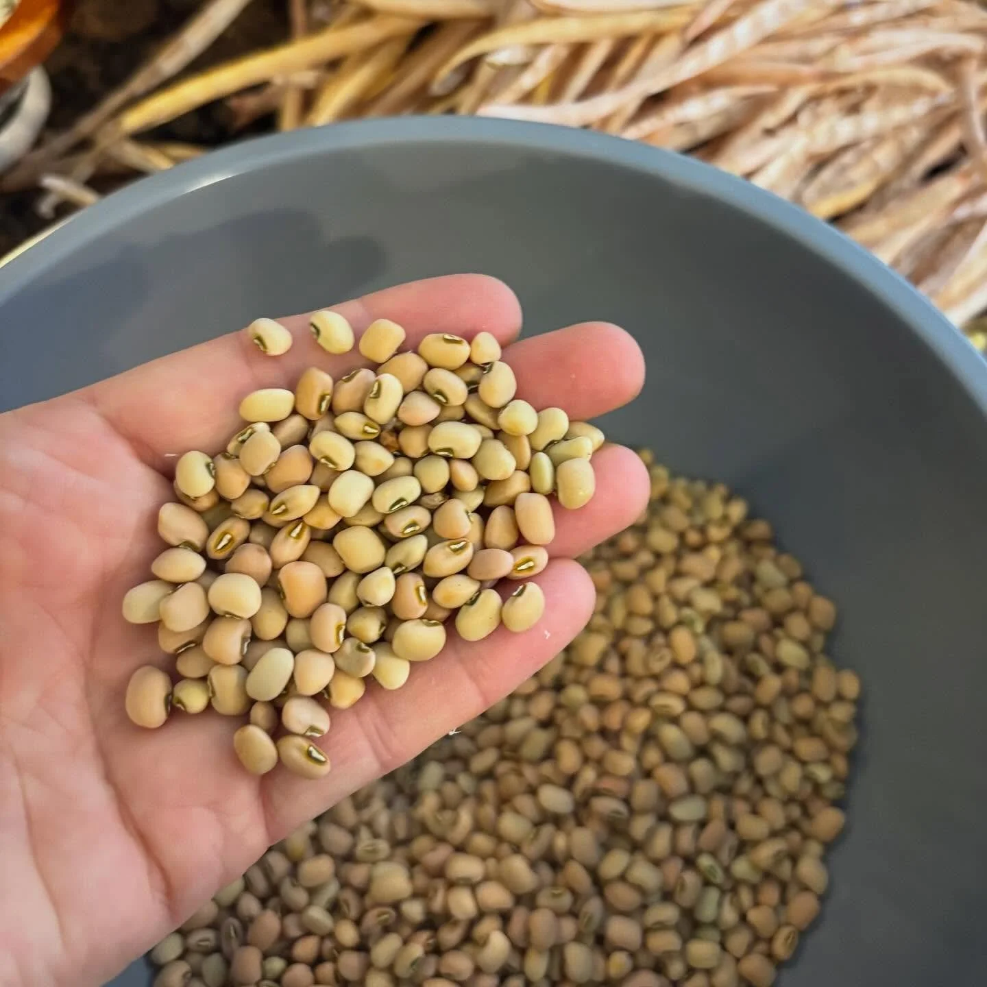 I rifled through the cover crop and snagged myself a pound or so of cowpeas 😍 I see soup and cornbread in my immediate future.