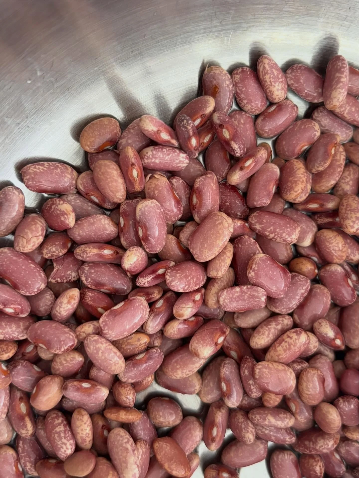 First @primarybeans bean club beans in the pot! I bubbled these Flor de Mayos with salt, a bay leaf, garlic, and a big glug of @thrivemarket regenerative olive oil until they were tender, then added some browned andouille. Chives, braising greens, an