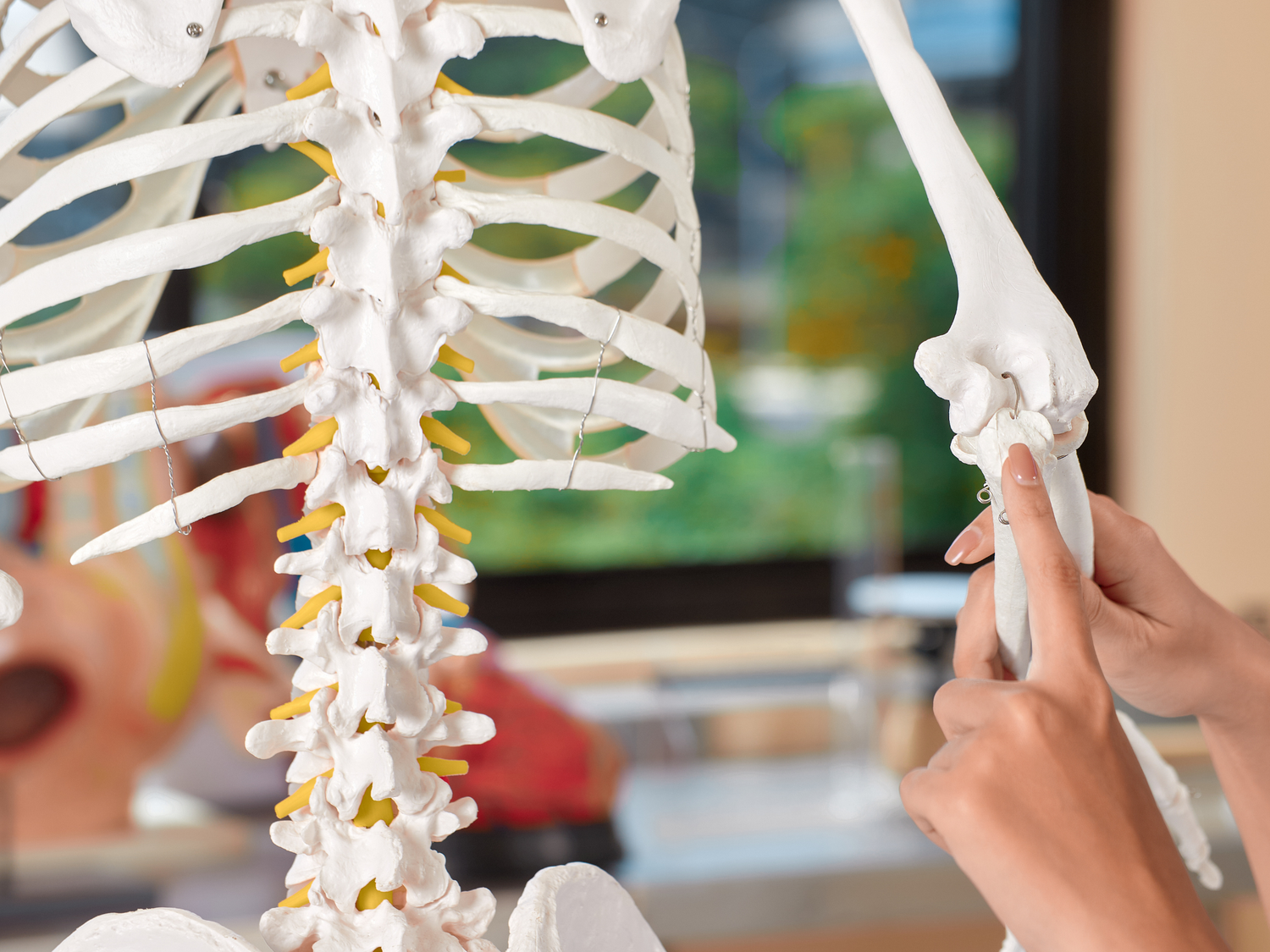 Hand pointing to the olecranon of a skeleton during massage therapy assessment CEU course in Pittsburgh