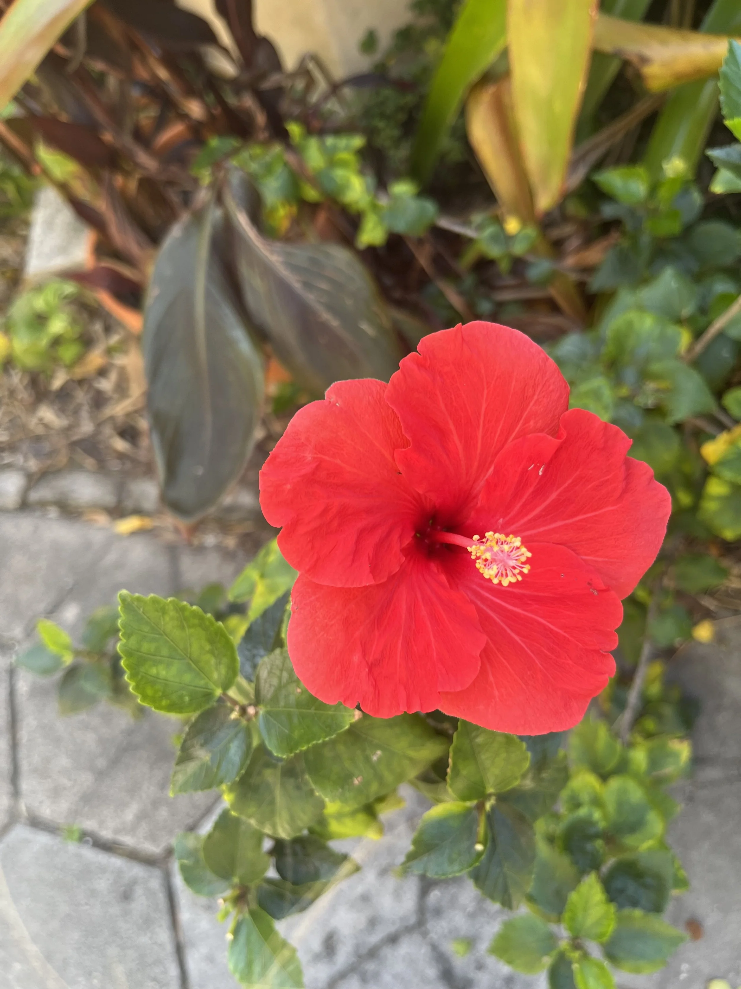 feminine flow: Online Gathering 🌺 