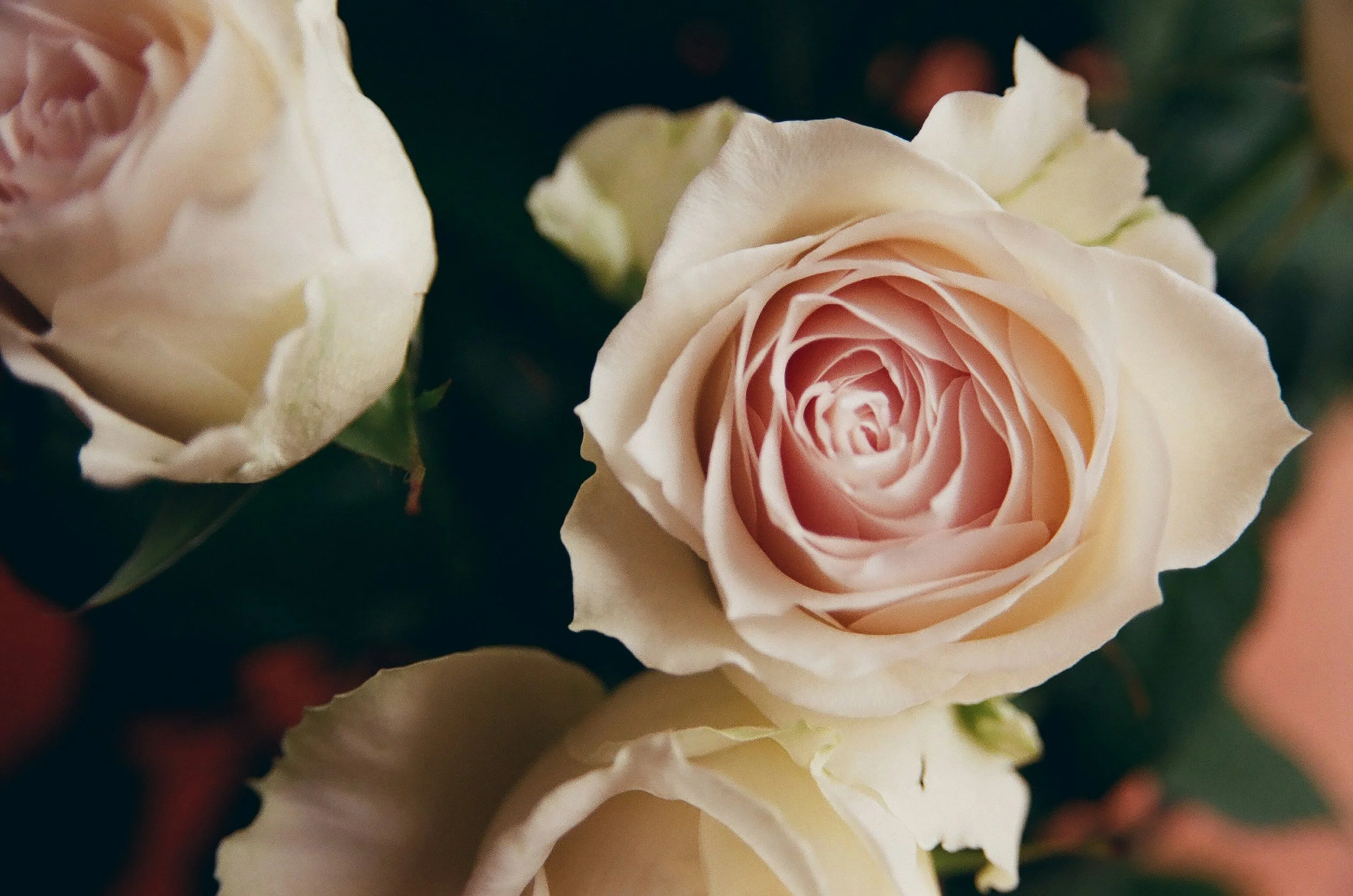 Close-up of a blooming pale pink and cream rose with surrounding unopened roses and green leaves.