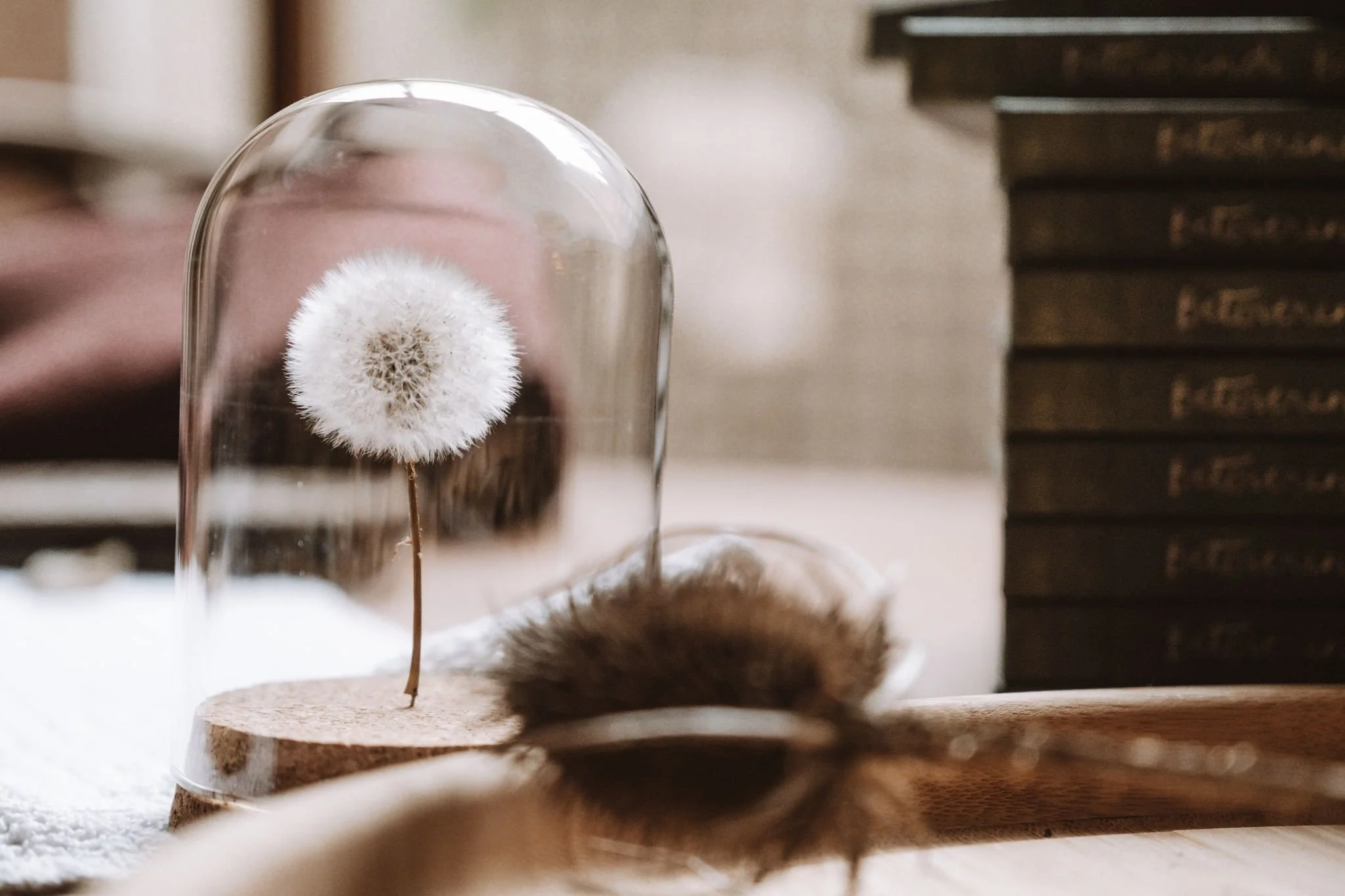 StardustMediaStudio-Photography-Dandelion.jpg