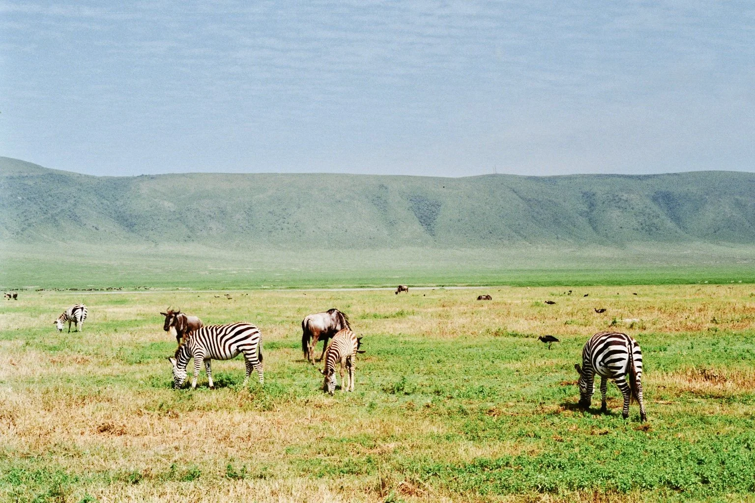 Ngorongoro, 2024