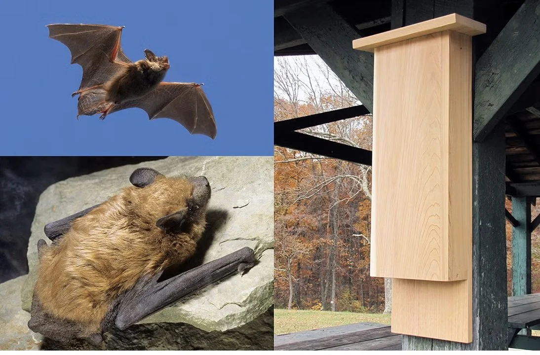 There’s a new fighter in the battle against the Spotted Lanternfly.