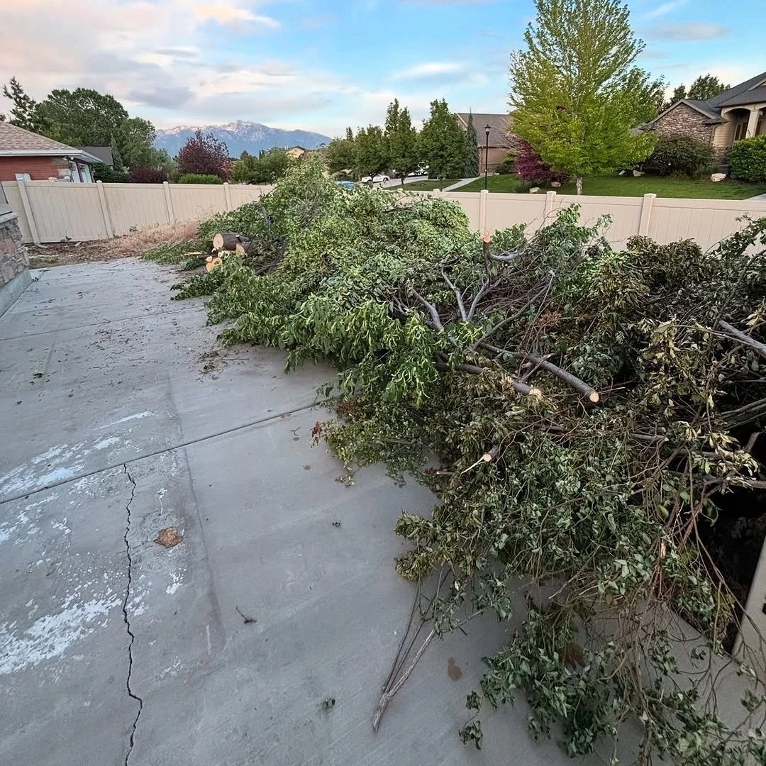 Before | Tree and Weed Removal and Concrete Driveway Installation near Salt Lake City, UT by M&M Concrete Construction.