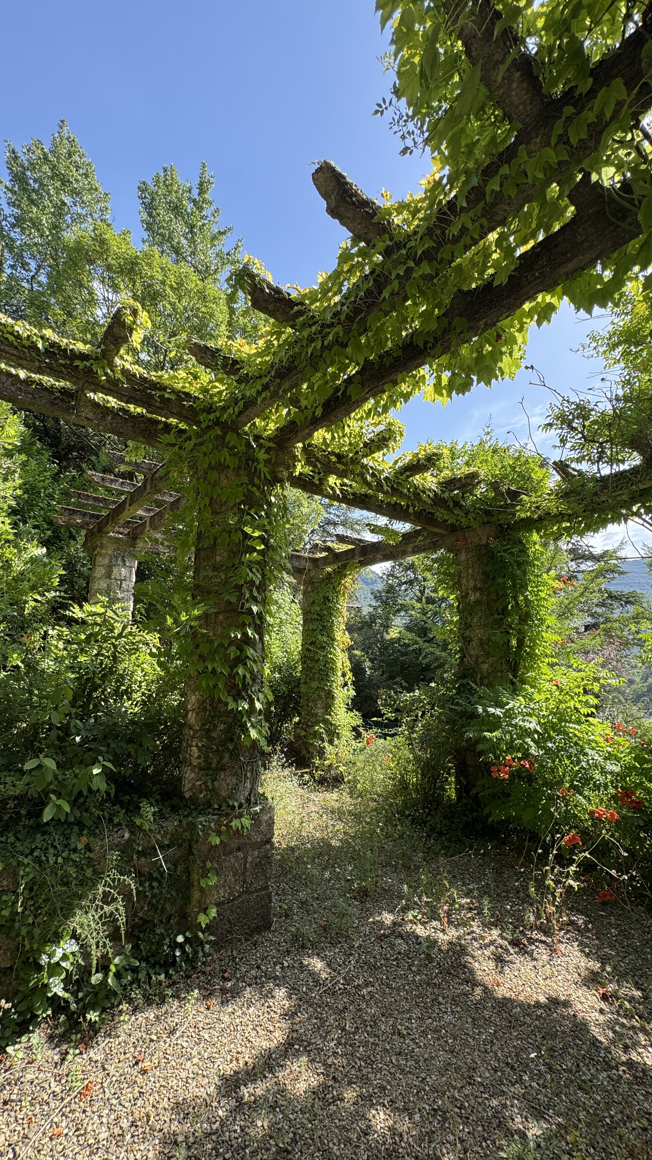 Green ivy-covered stone pillars supporting a wooden pergola in a lush garden with a gravel pathway and blooming flowers, under a clear blue sky.