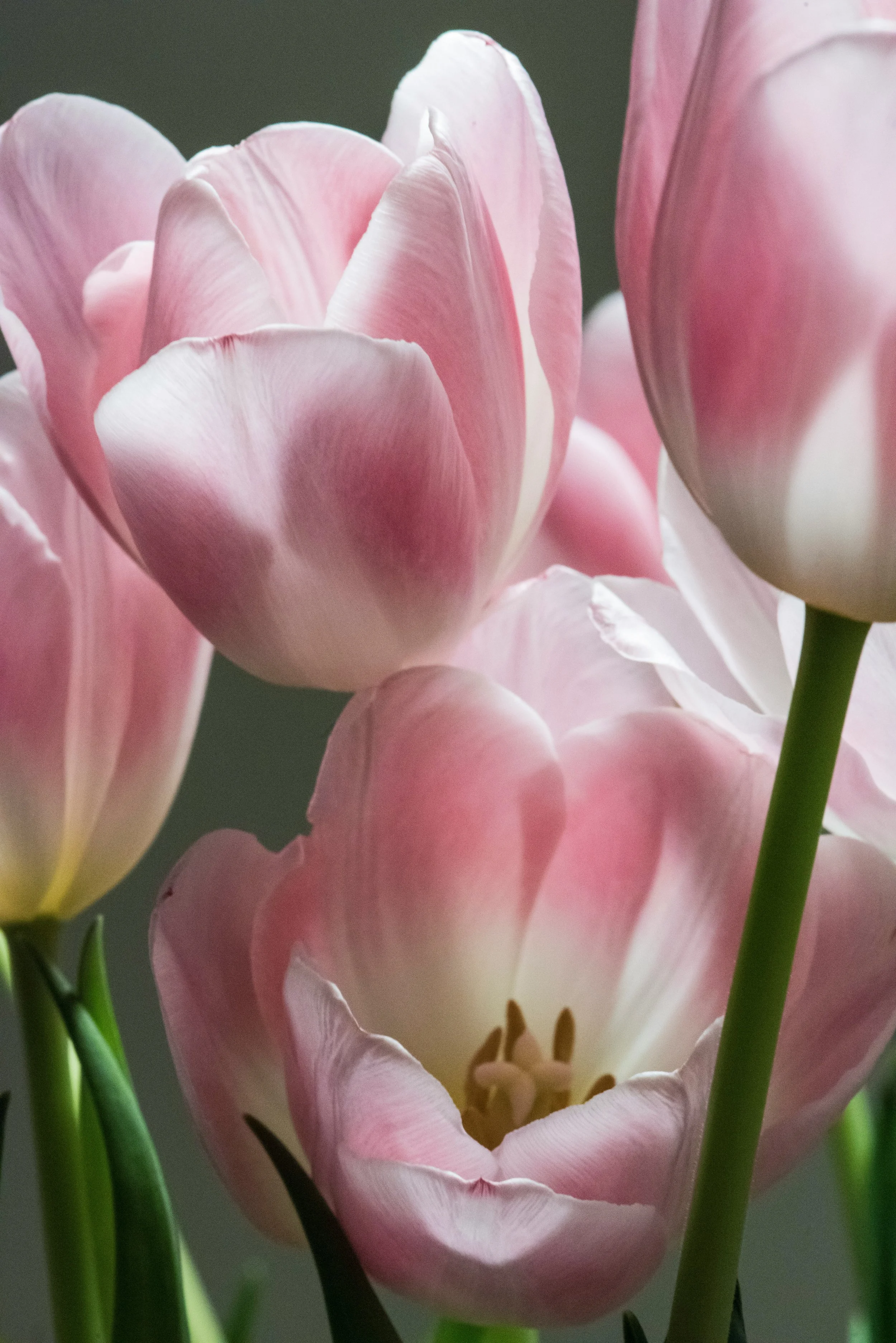 Pink flowers blooming to represent growth in therapy with an expert therapist.