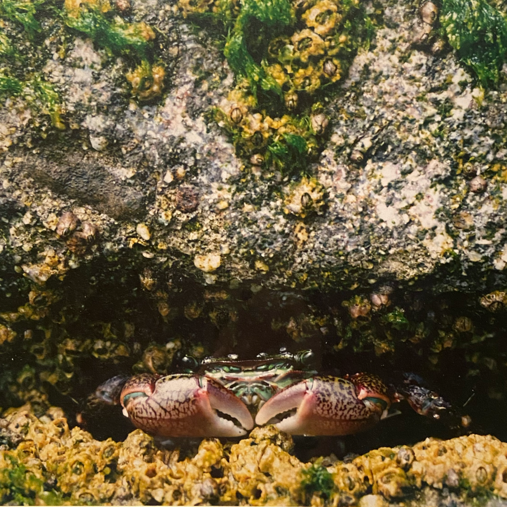 Hidden crab shot on a Canon Rebel T7