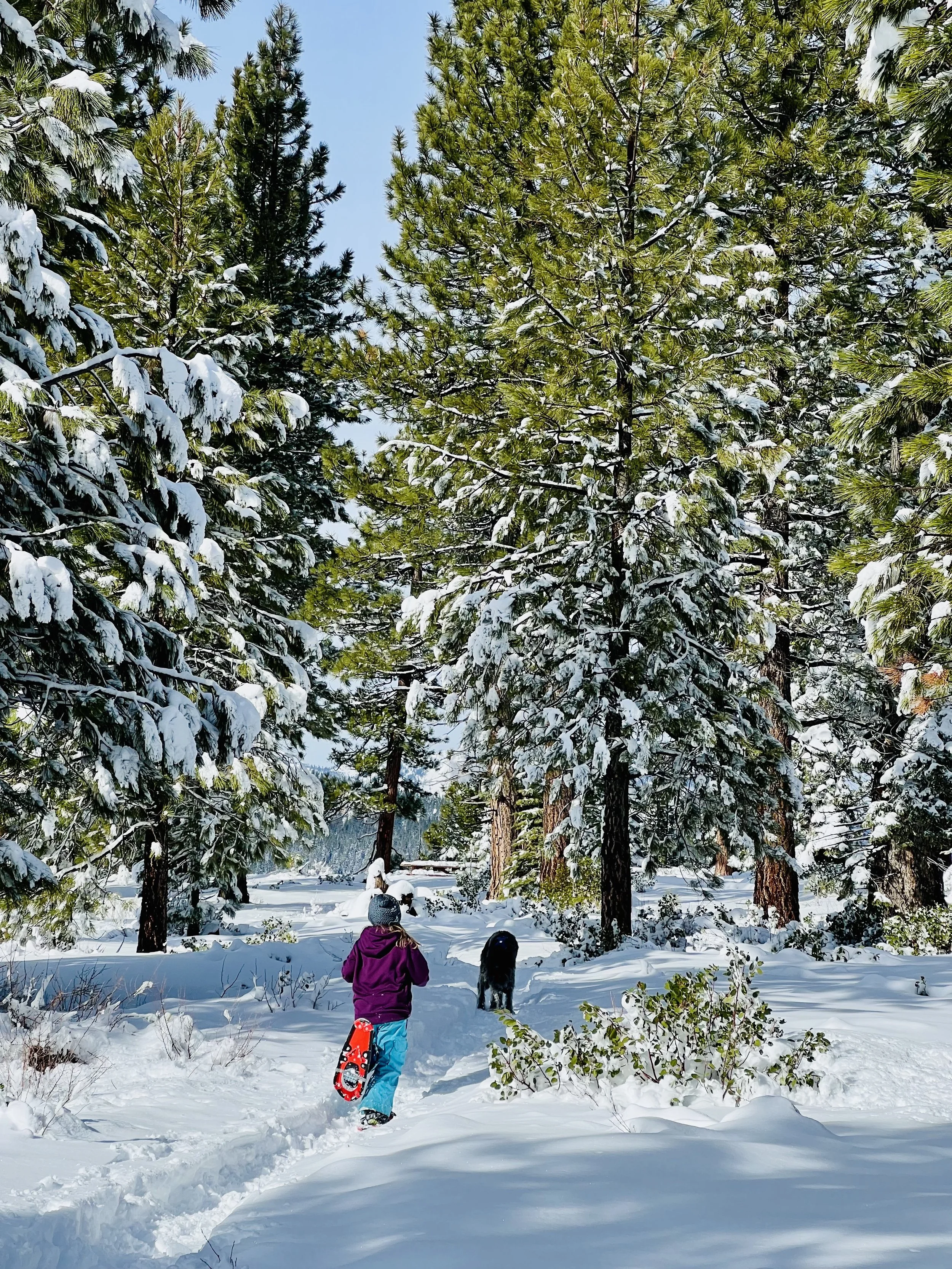 Where to Find the Quietest Snowshoe Trails in Truckee (Local Guide)