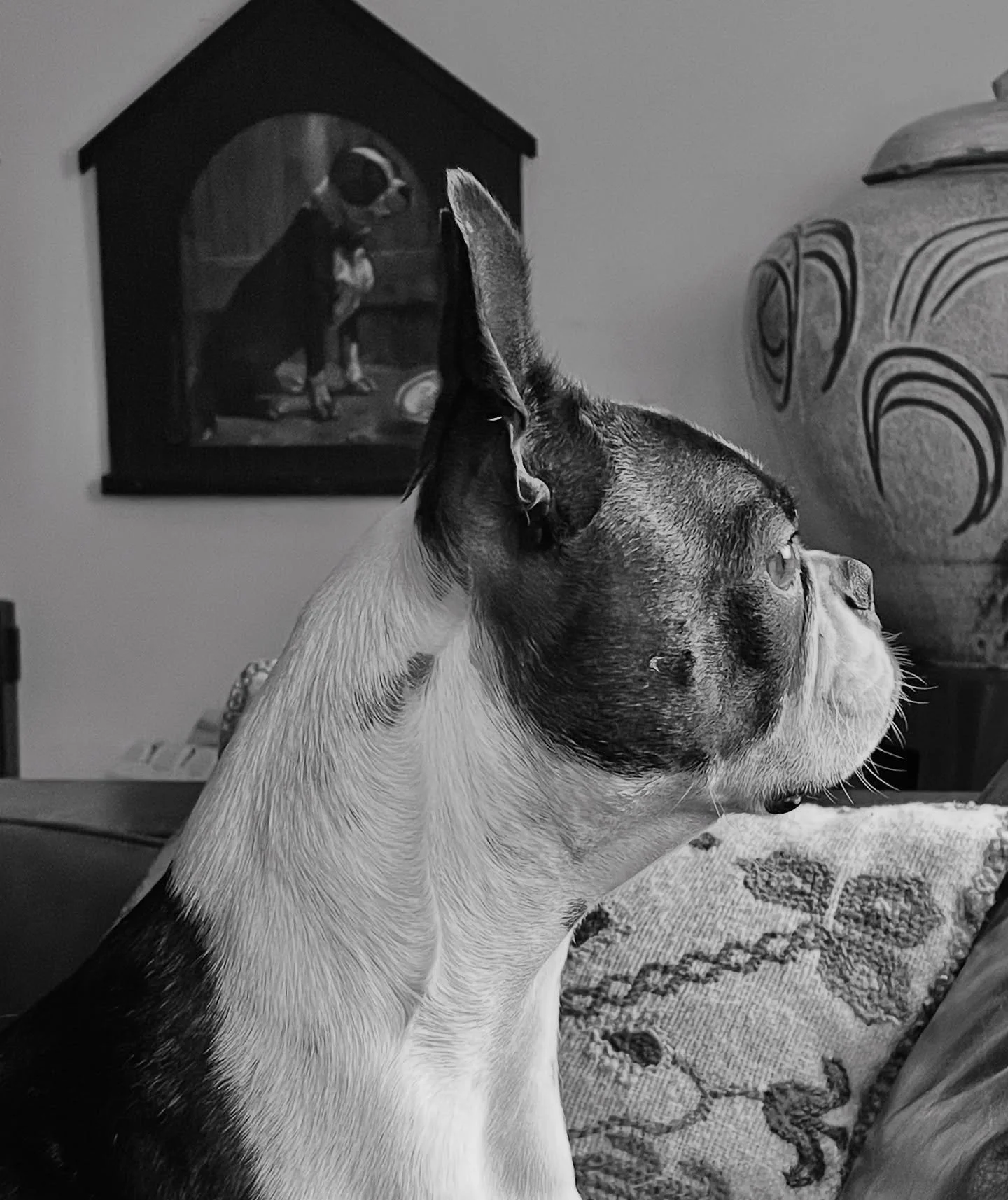 The vintage Boston Terrier print with primitive frame was purchased before this guy came into our lives. He loves  scanning the neighborhood at the window. #bostonterrier #pers #dogs #americasgentleman