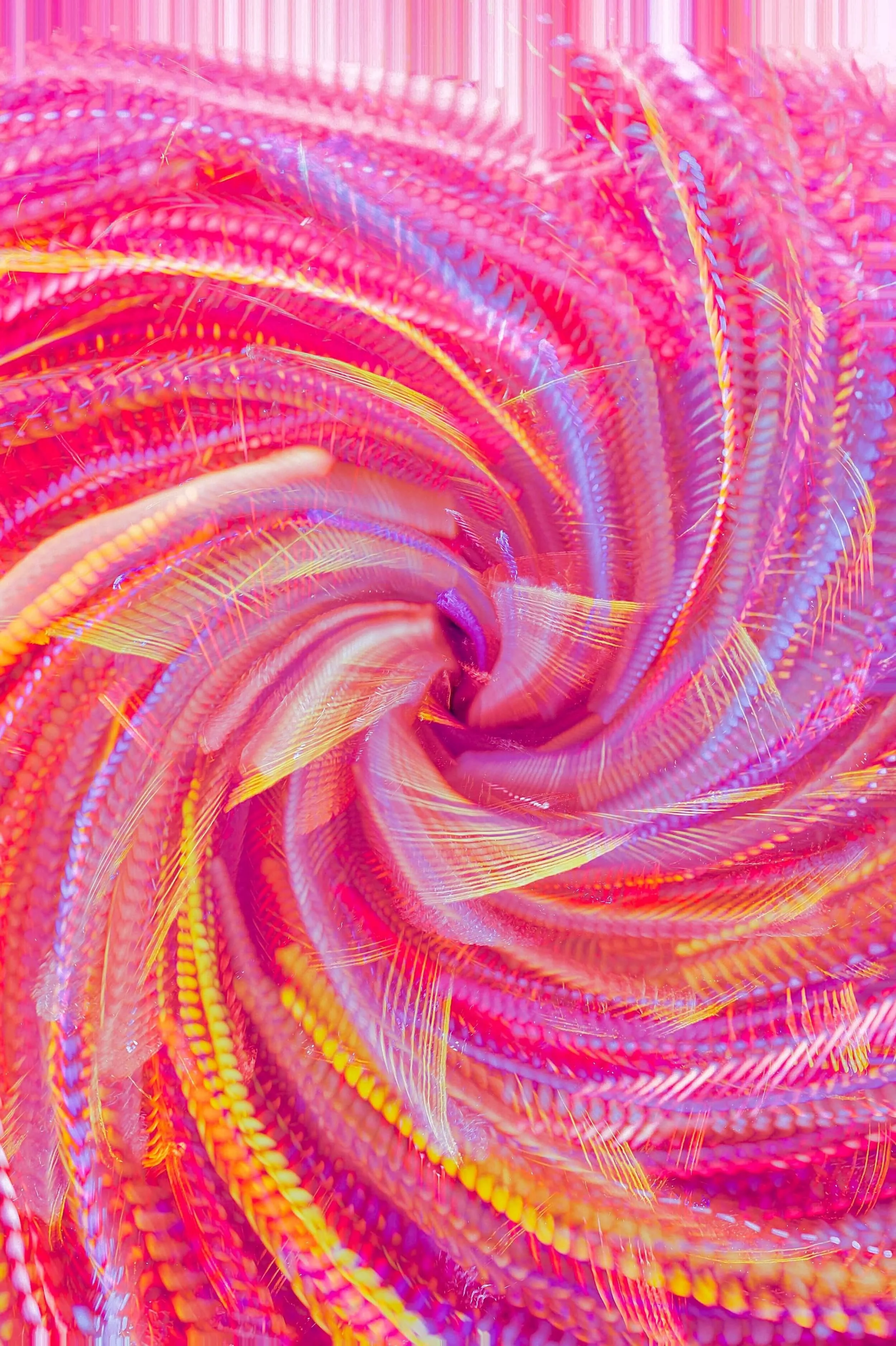Close-up of vibrant pink, yellow, and purple feathers arranged in a swirling pattern.
