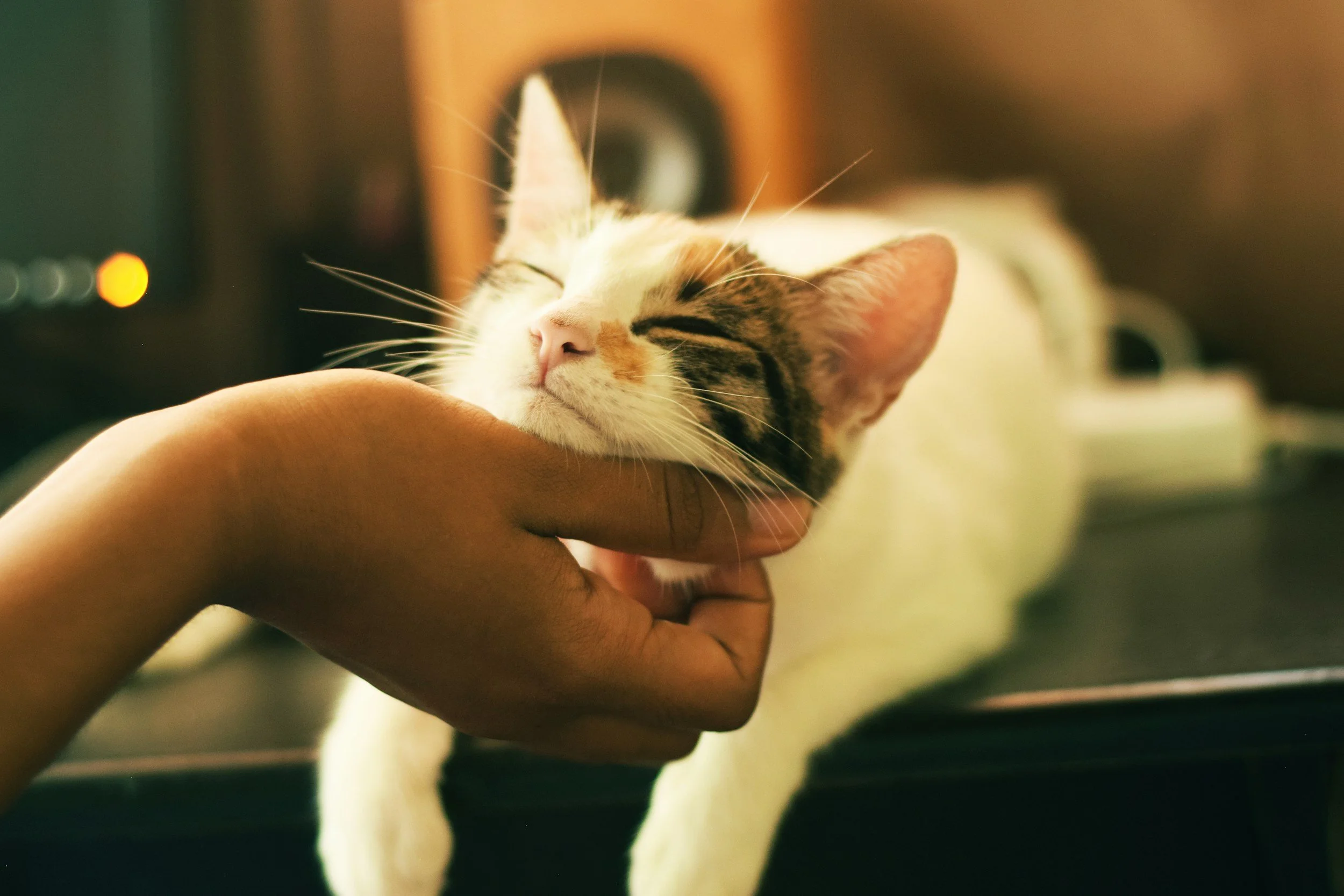Person holding a calico cat with eyes closed, in a warm indoor setting.