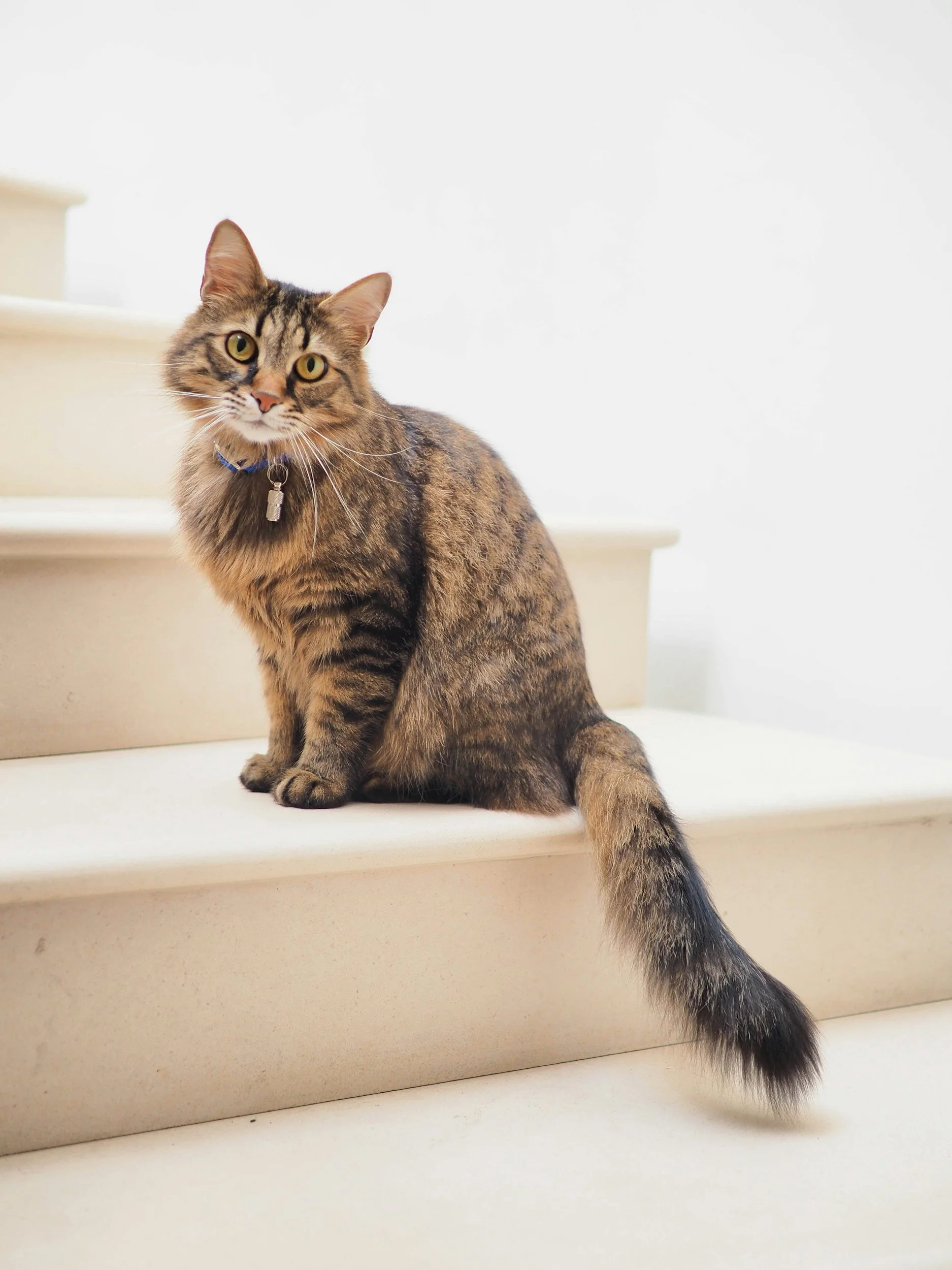 A tabby cat with yellow eyes sitting on white stairs, wearing a blue collar with a small bell.