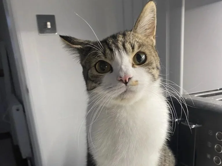 Cat Sitter vs Cattery: Which Is Better for Your Cat?