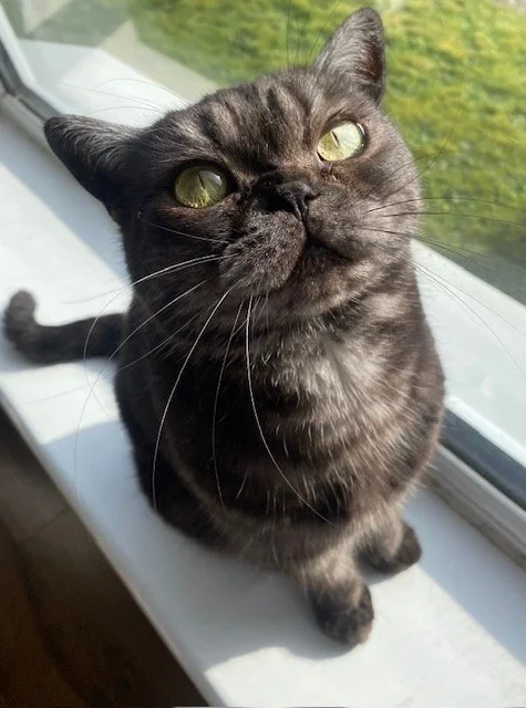 A black cat with green eyes sitting on a windowsill, looking up at the camera.