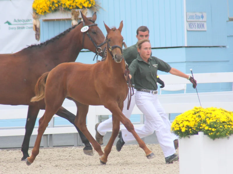 A woman leading a young chestnut foal in an outdoor equestrian event, with another adult horse behind her and yellow flowers in a white pot in the foreground.