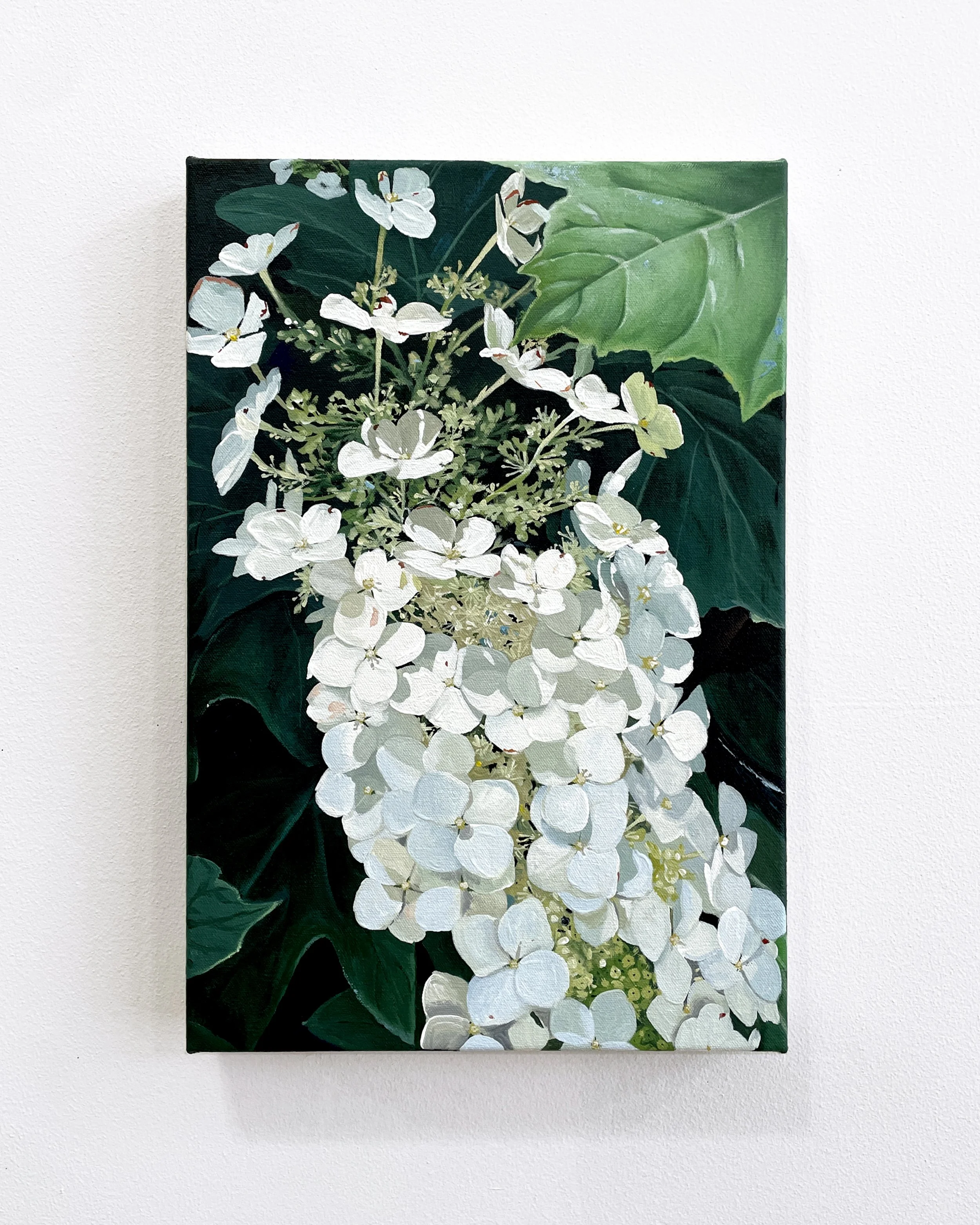 Oakleaf Hydrangea.jpg