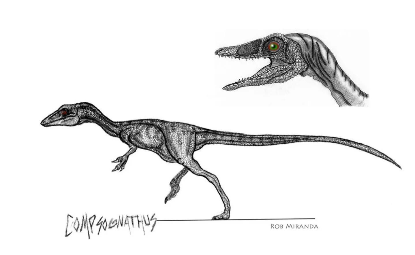 Drawing of a Compsonathus dinosaur with detailed artwork, shown in front, and a close-up of its head with open mouth and large eye, attributed to Rob Miranda.