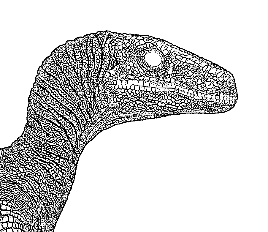 Black and white line drawing of a dinosaur's head and neck, resembling a theropod.