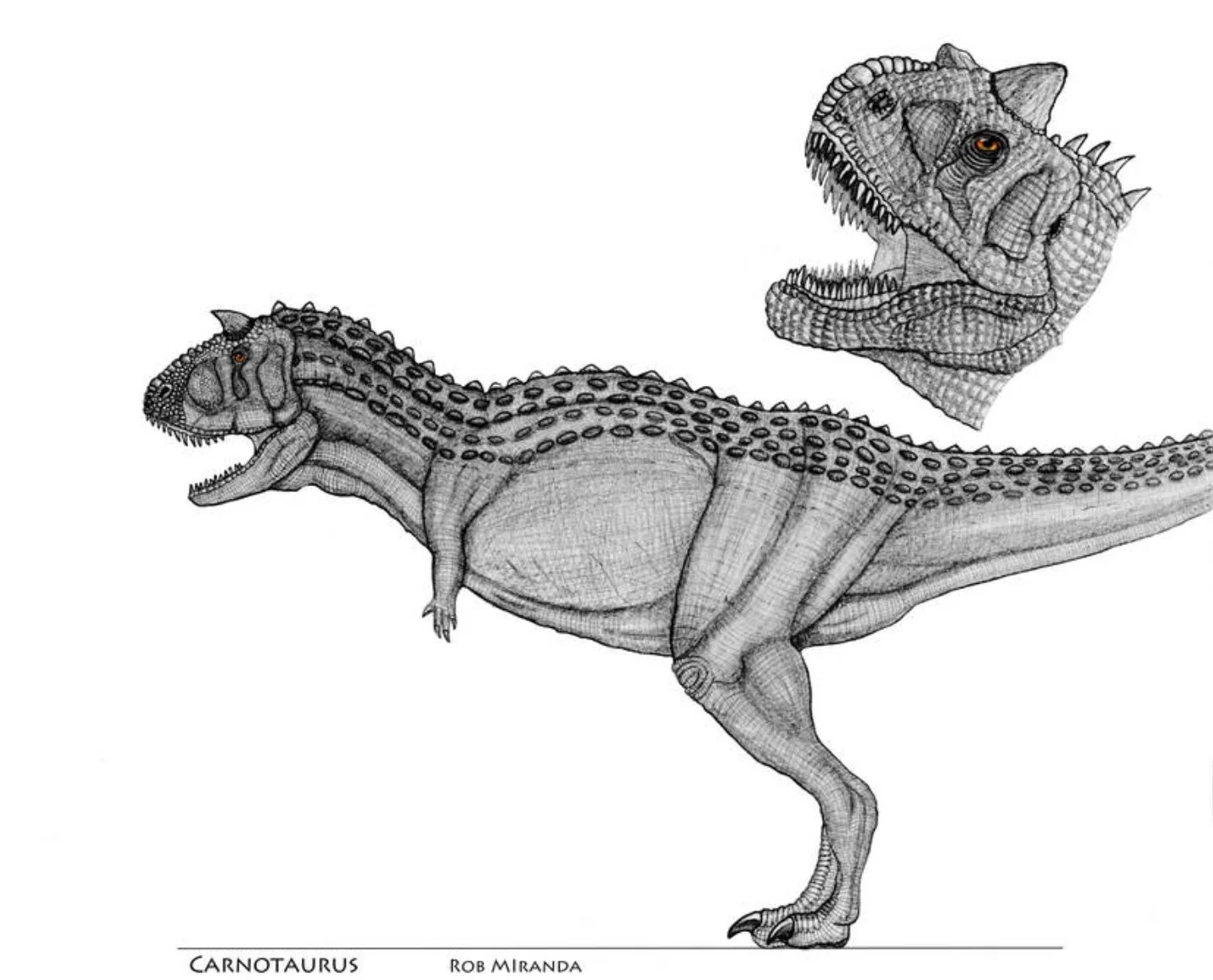 Drawing of a Carnotaurus dinosaur with a separate sketch of its head highlighting its features, including horns and textured skin.