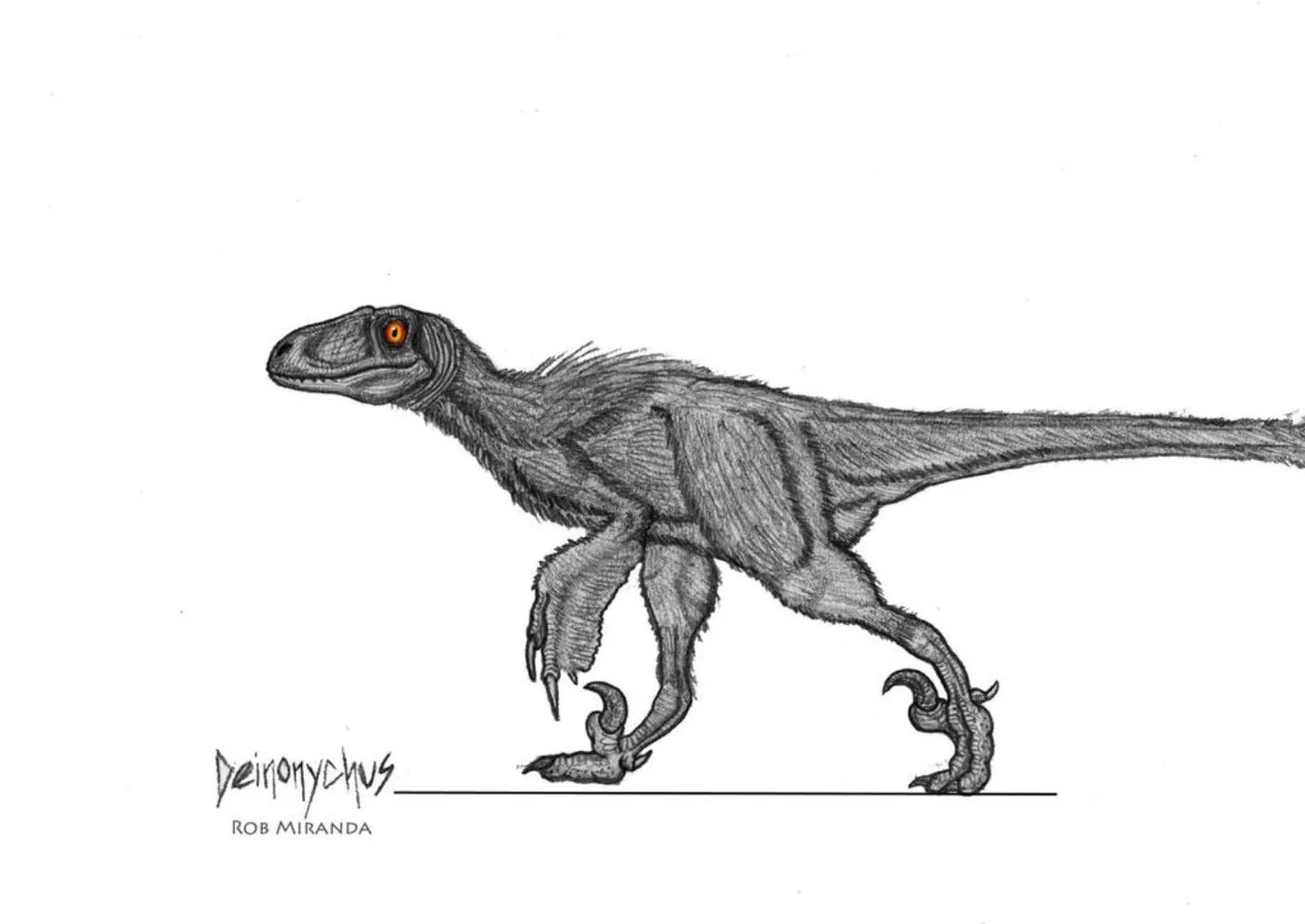 Drawing of a dinosaur with a detailed, pointed head, orange eyes, and a long tail, labeled Deinonychus by Rob Miranda.