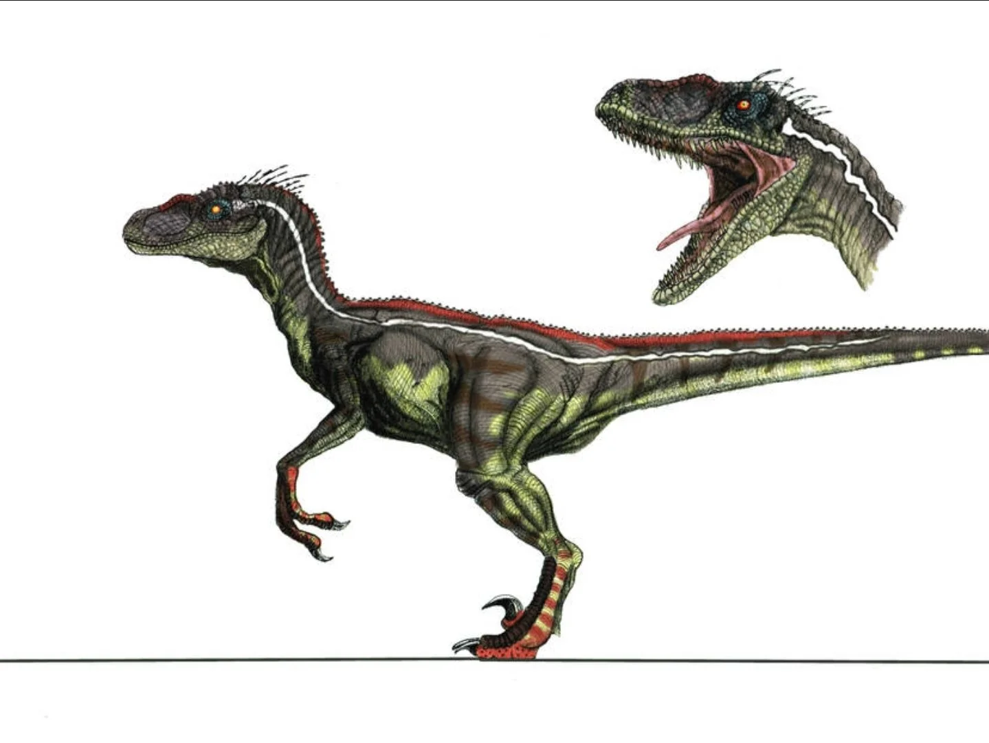 A detailed illustration of a dinosaur, showing its bones and muscles, with a close-up of its head roaring.