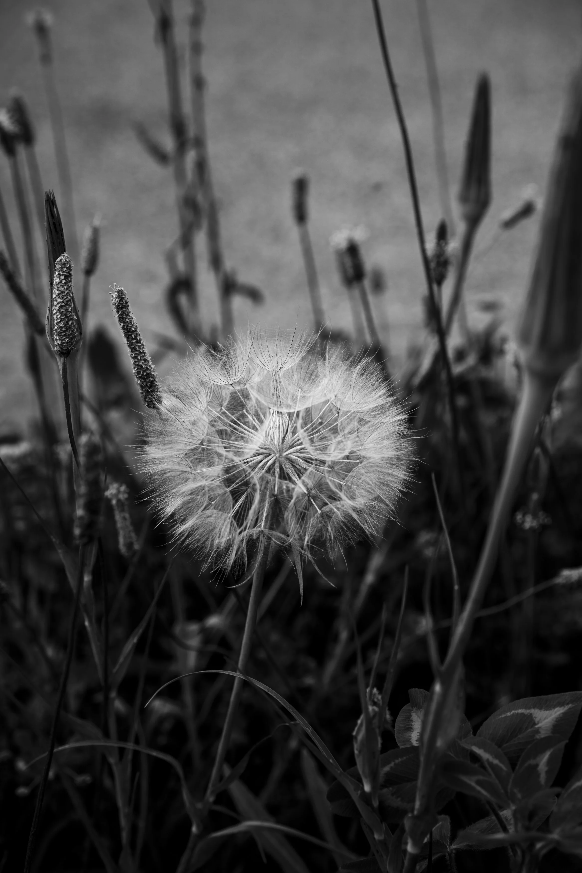 _7R52603.jpg