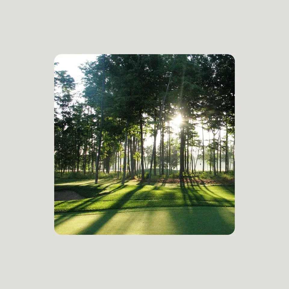 Sun shining through trees on a grassy area, casting long shadows.