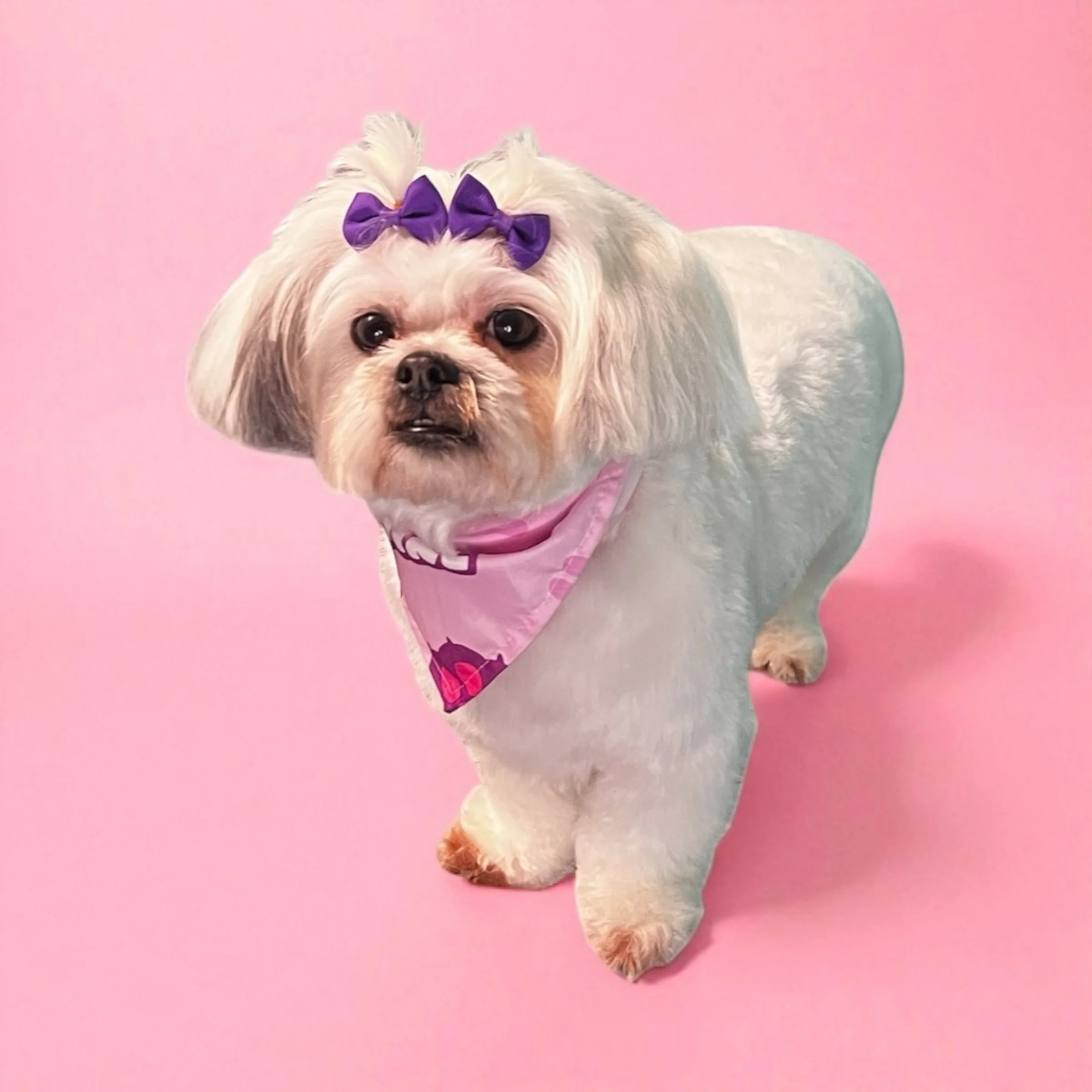 A small dog with a bow on its head and a bandana around its neck, standing on a pink background.