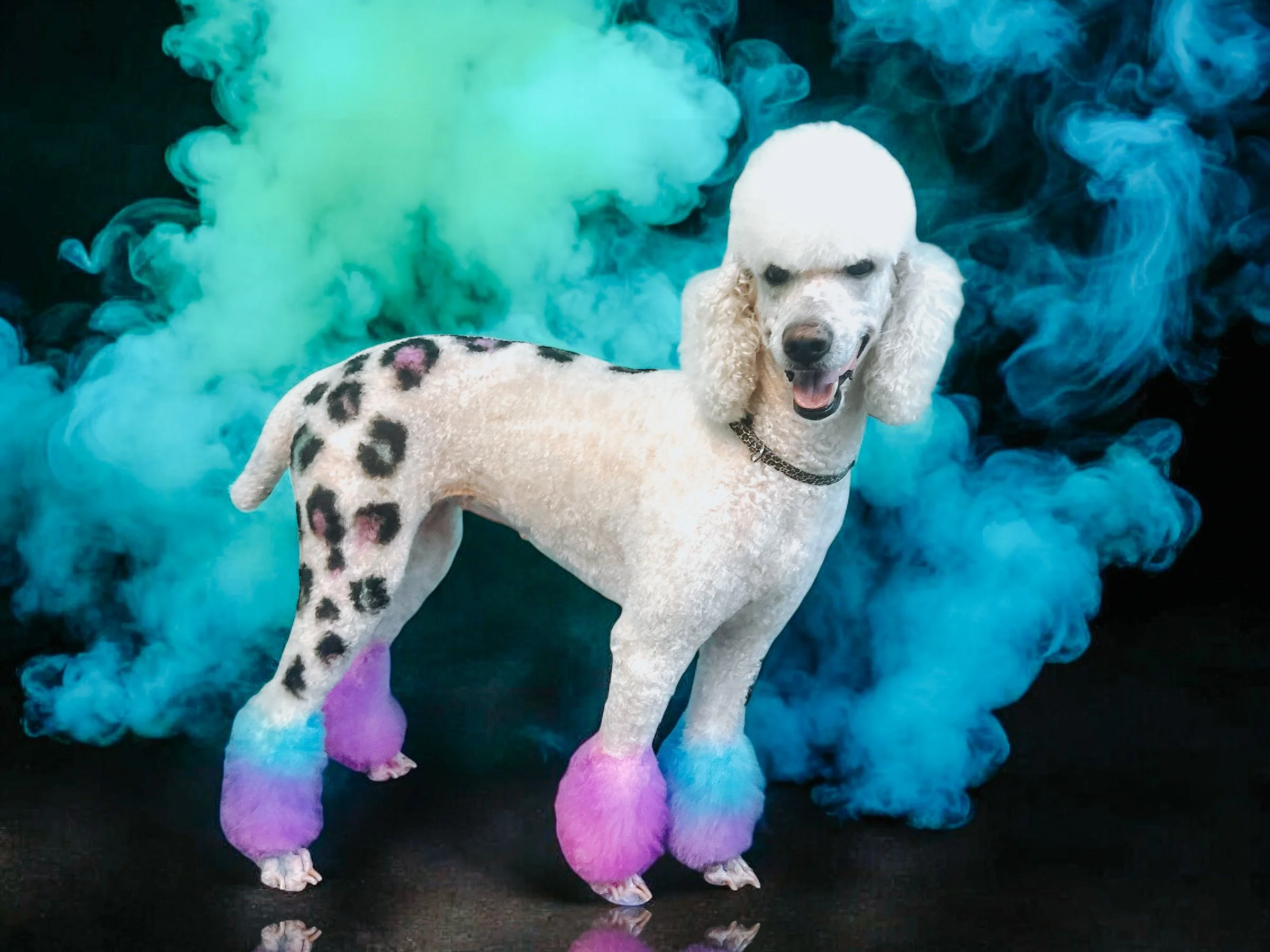 Poodle creative leopard print groom