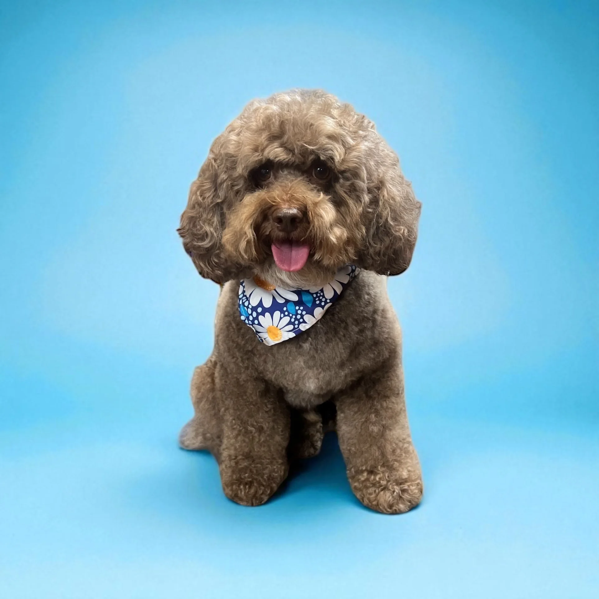 A cute brown curly-haired dog with a beard, sitting on a blue background, wearing a blue and white floral bandana.