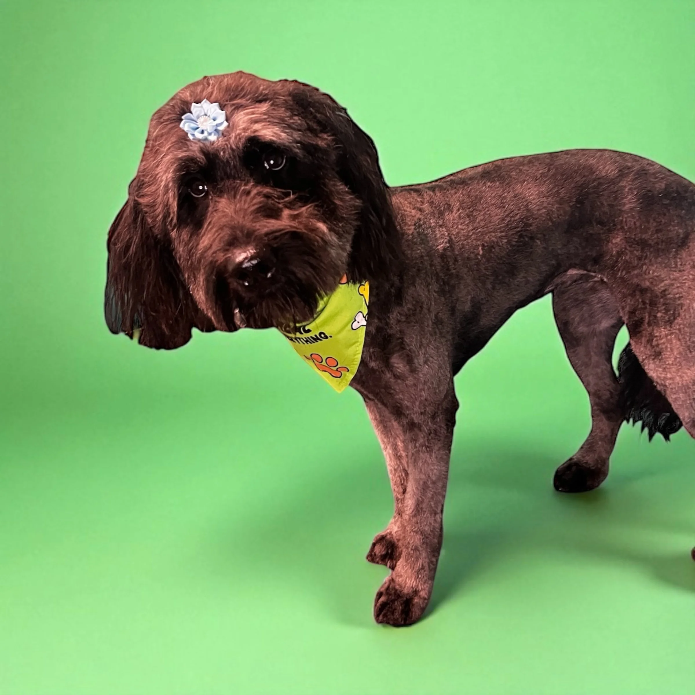 A brown and black dog with long ears and a furrowed face wearing a green bandana and a small blue flower accessory on its head, standing on a light green background.