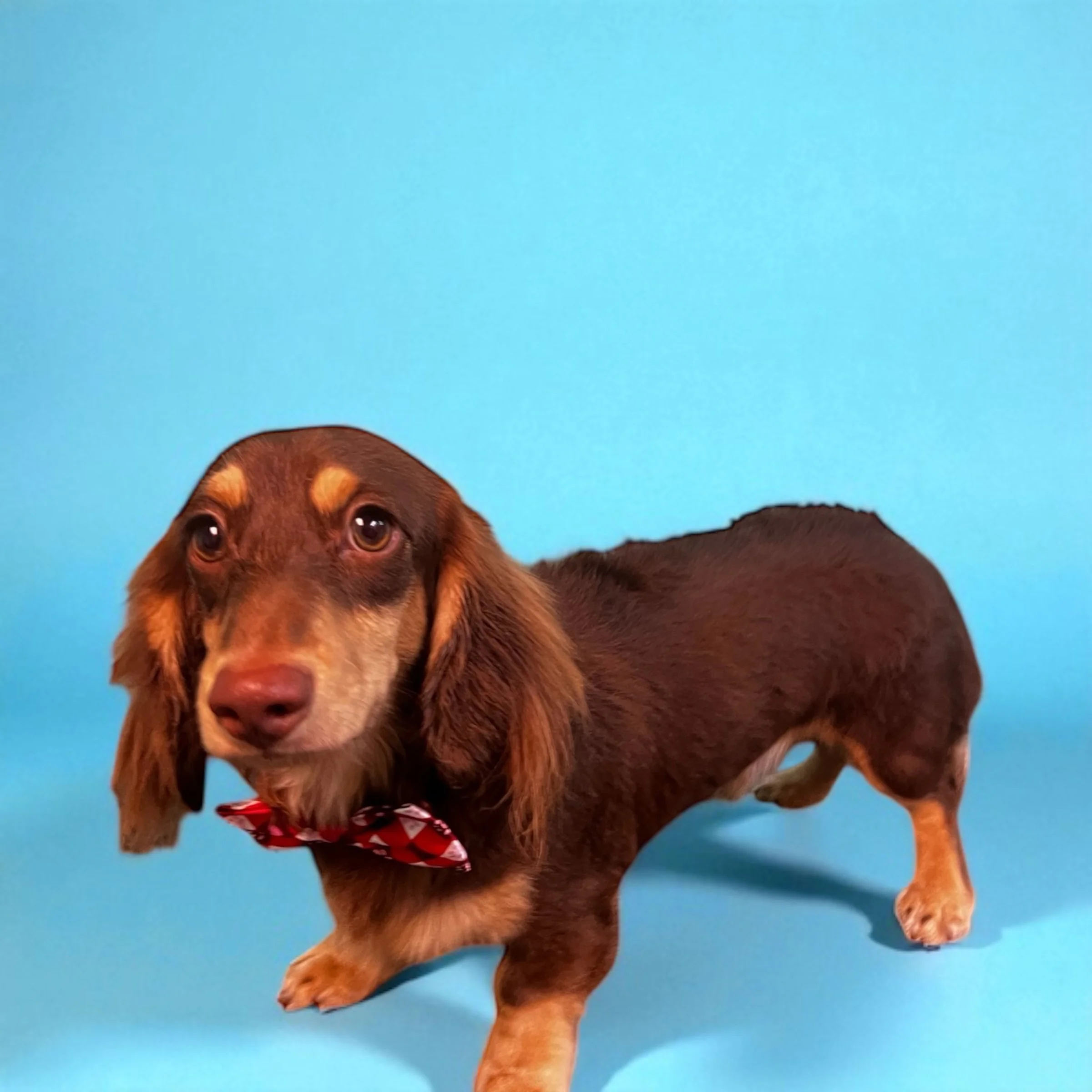 A brown and tan dachshund dog wearing a red bow tie with white patterns, standing on a blue background.