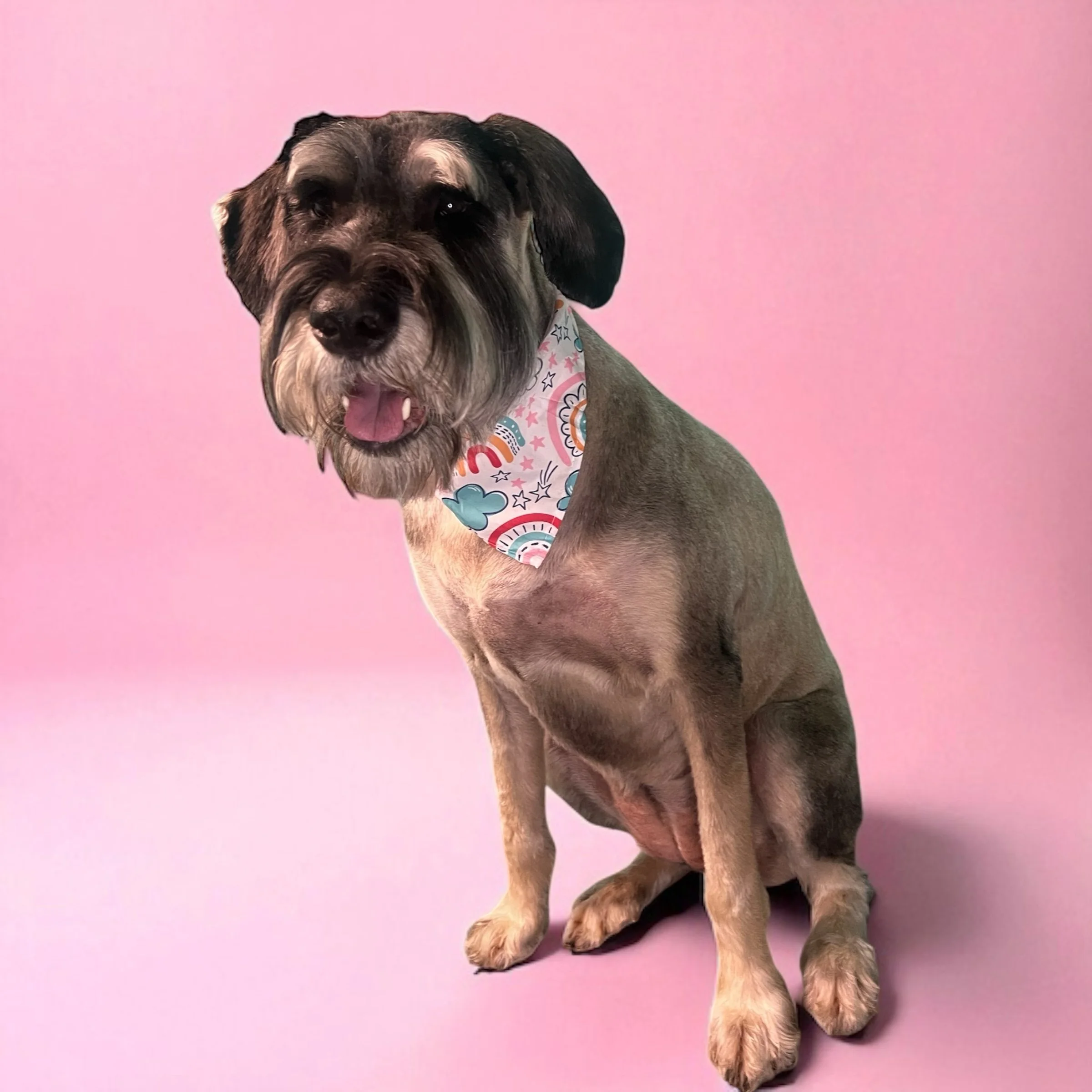 A cute dog with a gray and black coat sitting on a pink background, wearing a colorful bandana with clouds, rainbows, and stars.