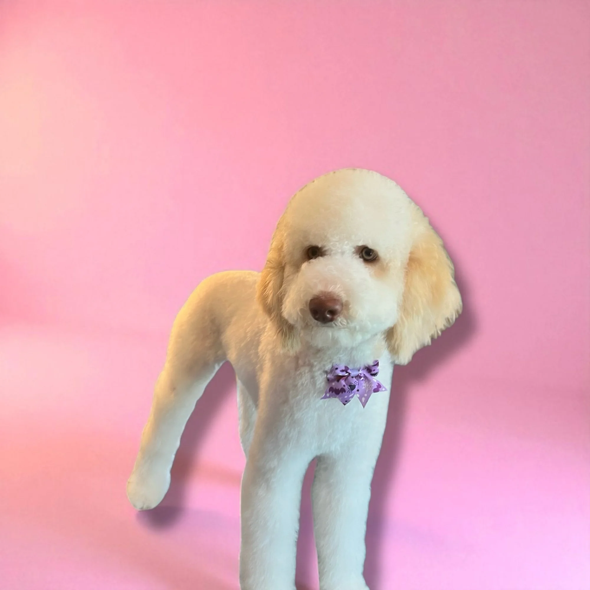 A white dog with floppy ears and a purple bow tie standing against a pink background.