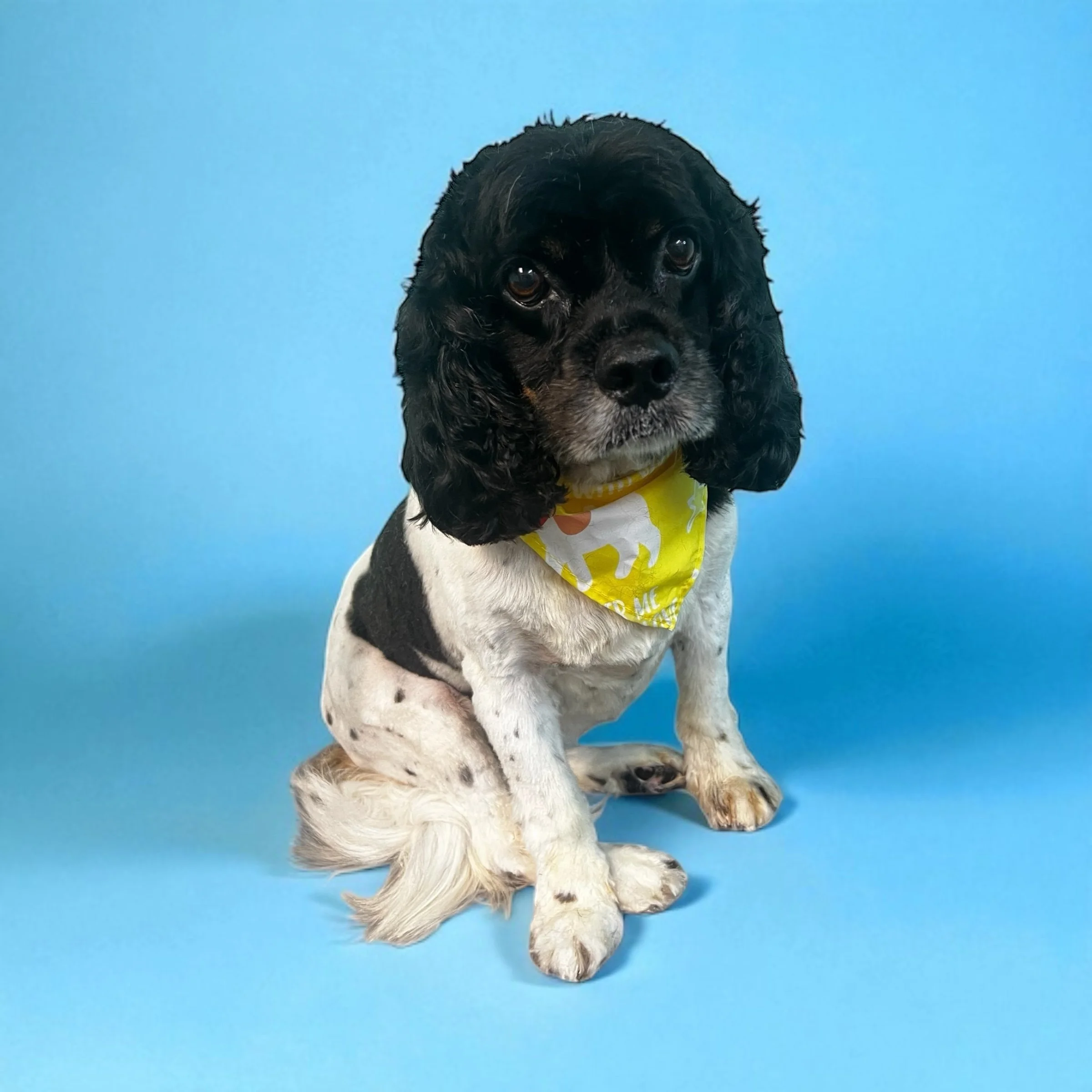 A black and white Cocker Spaniel sitting on a blue background, wearing a yellow bandana with a white pattern.