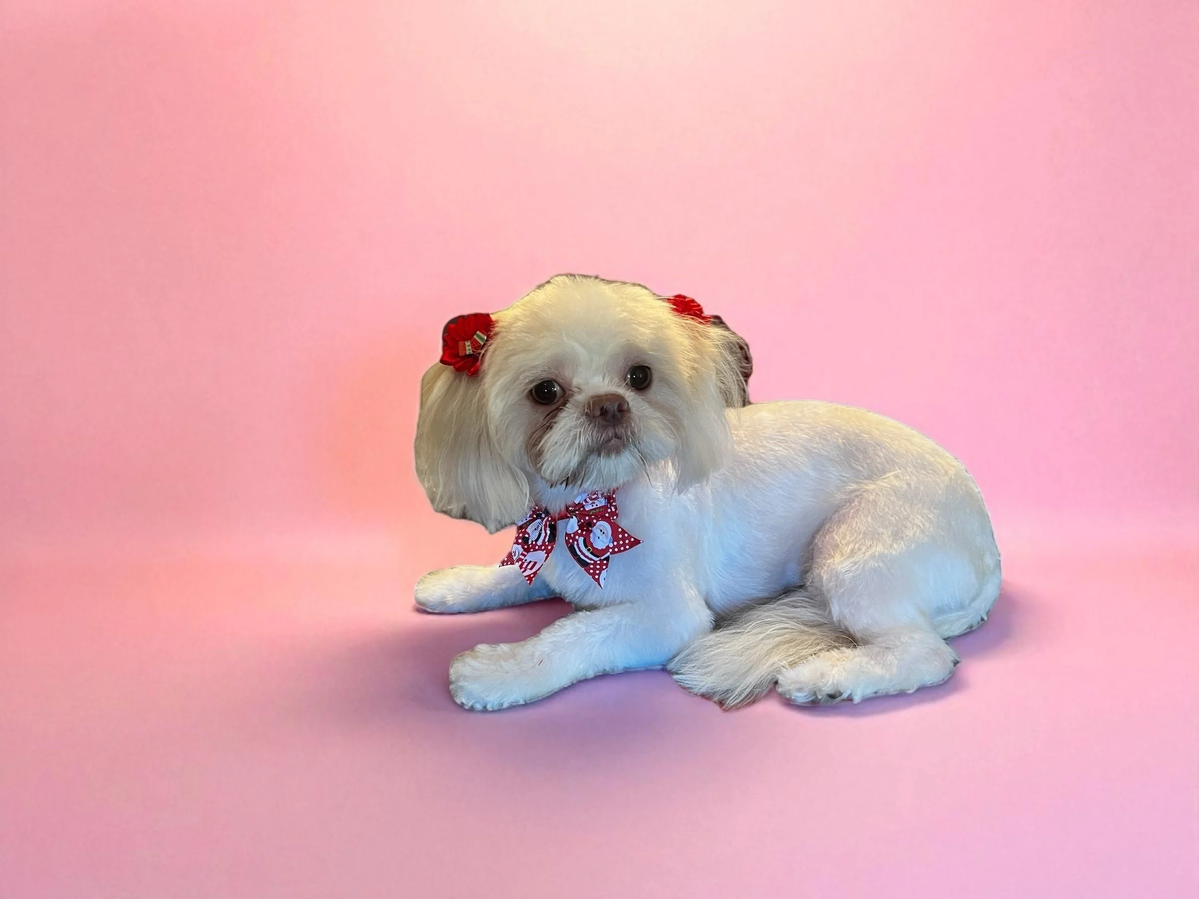 Small white dog with red hair bows and a red, white, and blue bow tie, lying on a pink background.