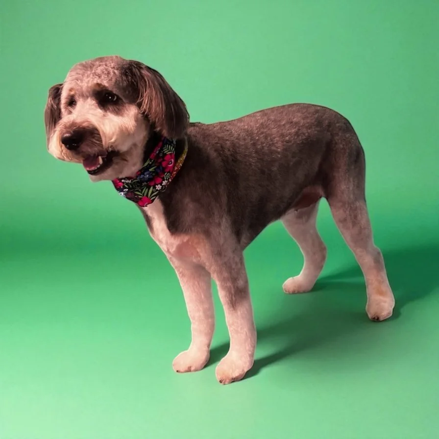 A cute dog with a bandana around its neck standing on green background.