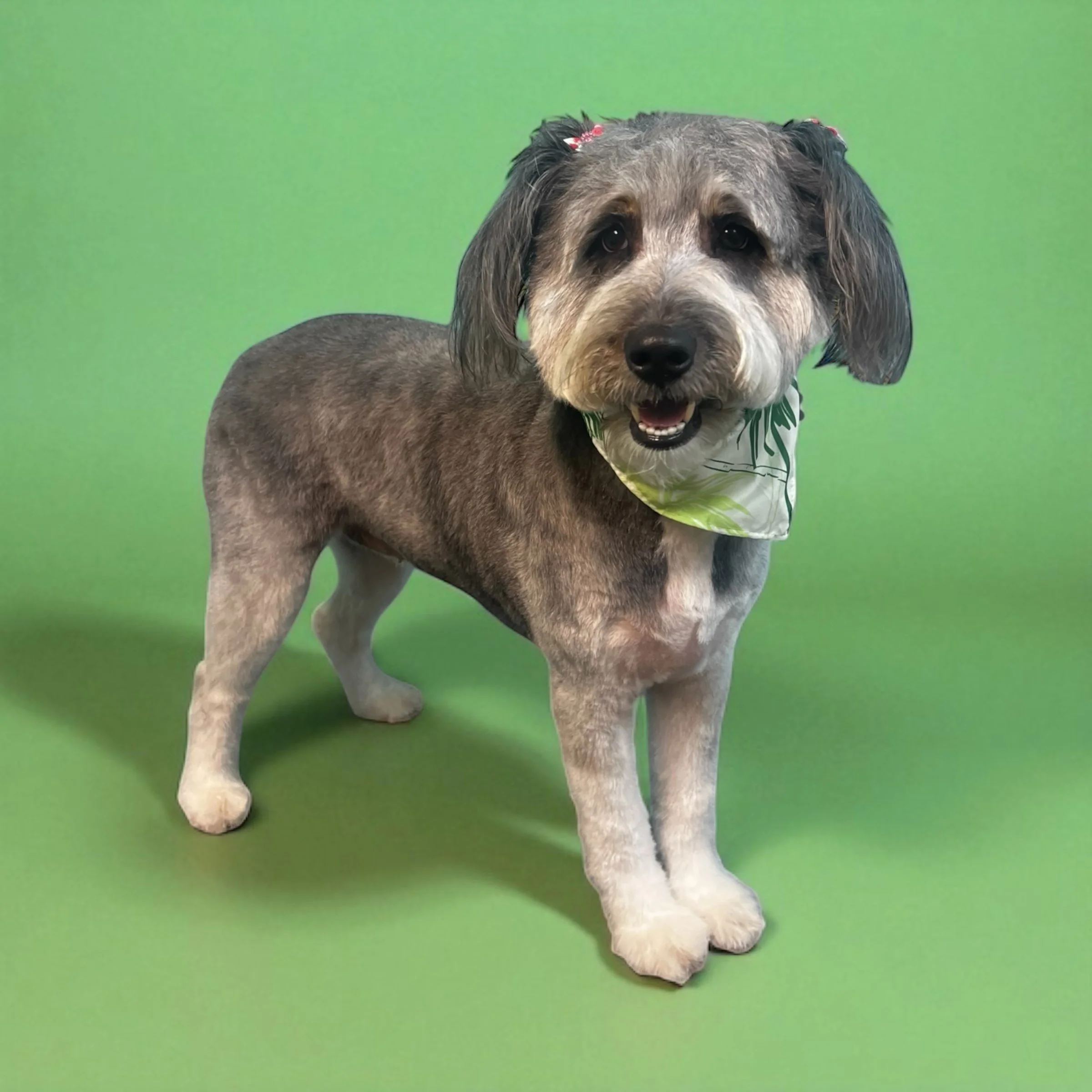 A dog with a gray and white fur coat and floppy ears wearing a green and white bandana, standing against a green background.