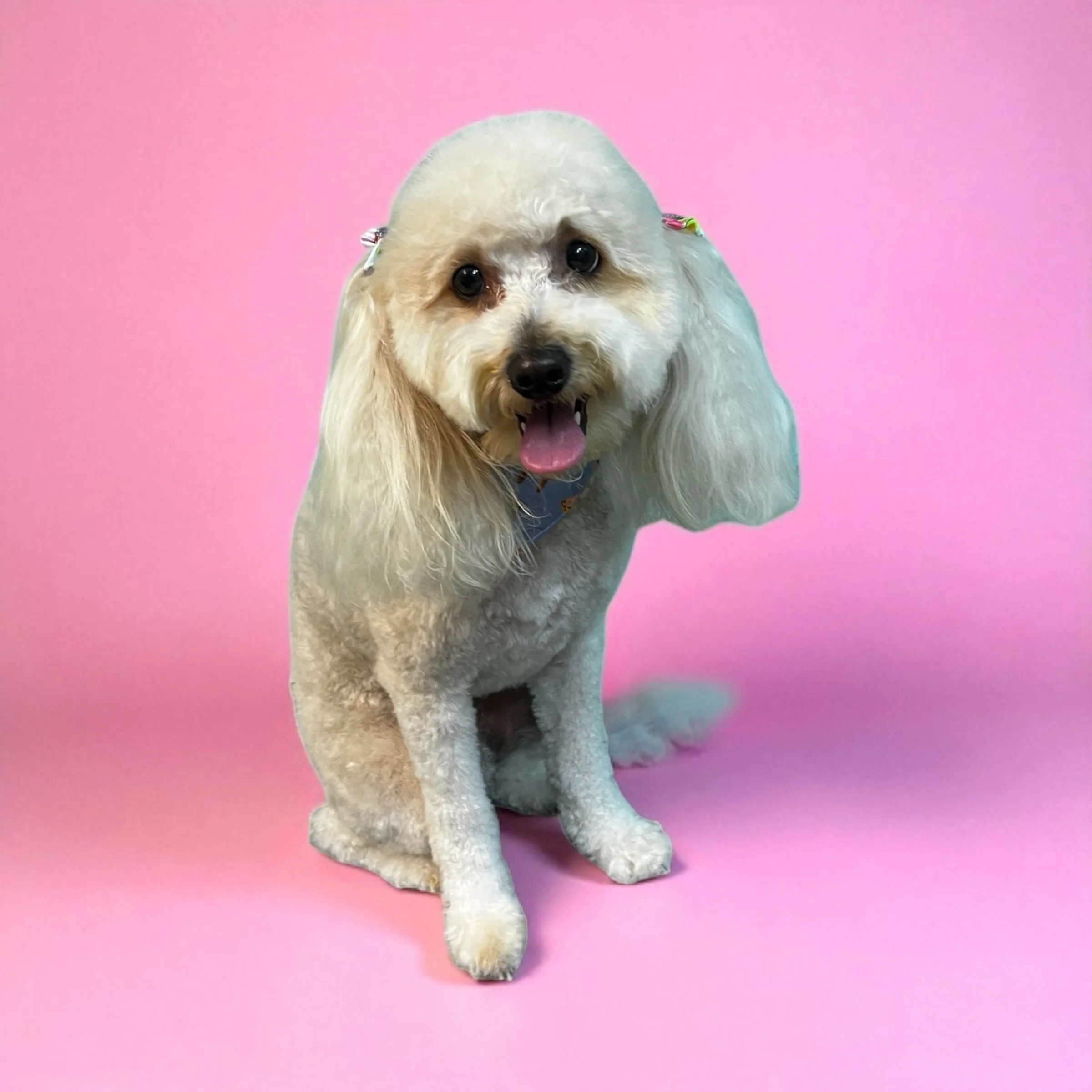 A happy grooming dog with long ears and light-colored fur sitting against a pink background.