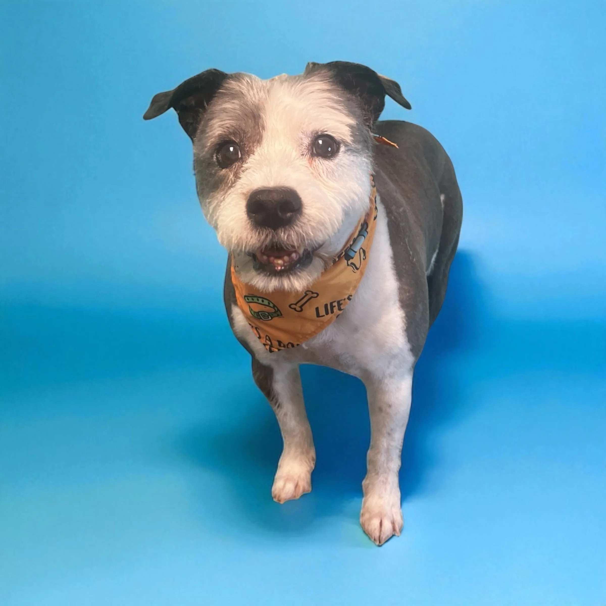 Cute mixed-breed dog with a bandana, standing against a bright blue background.