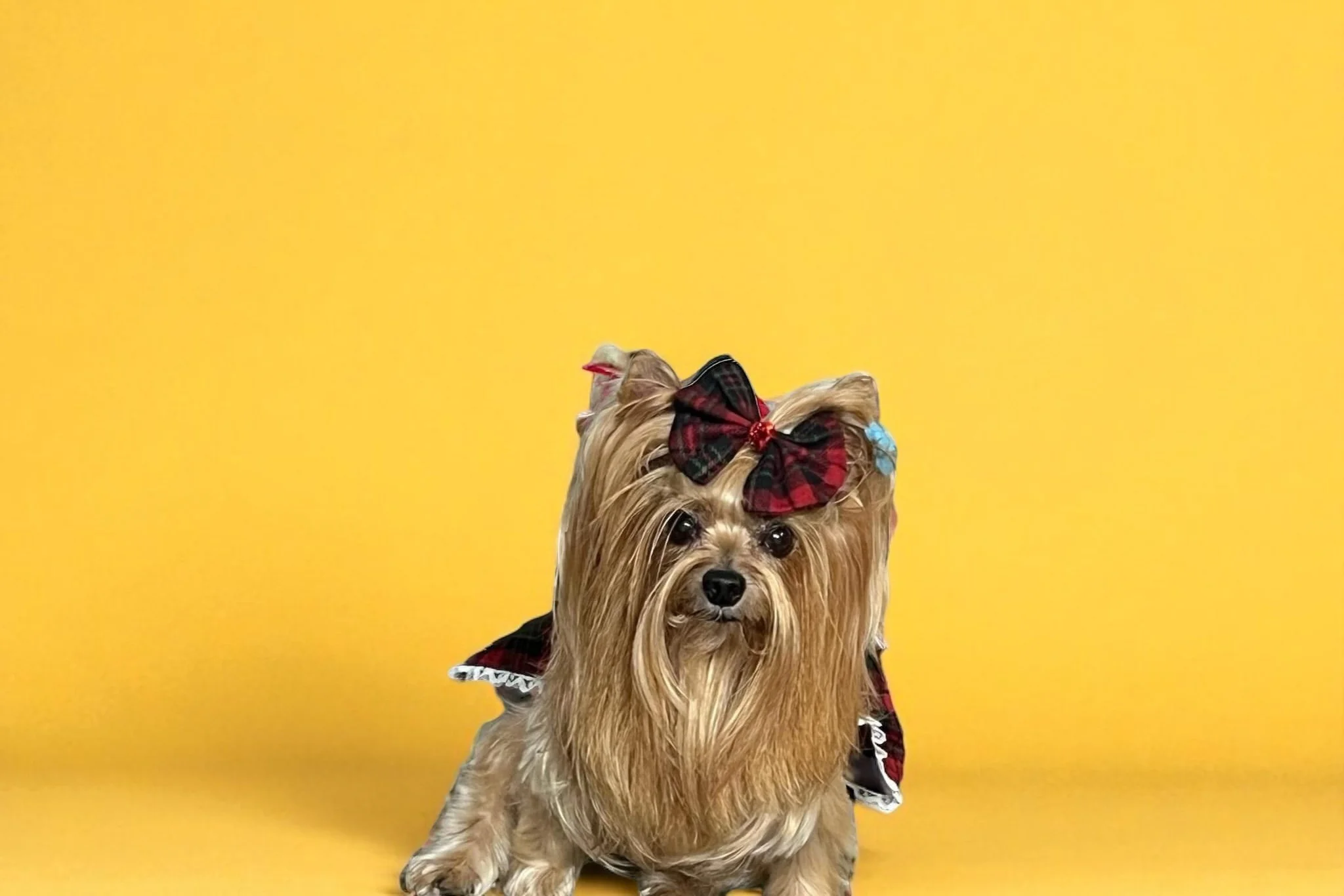 Small dog dressed in a holiday costume with a red and green plaid bow on its head, set against a yellow background.