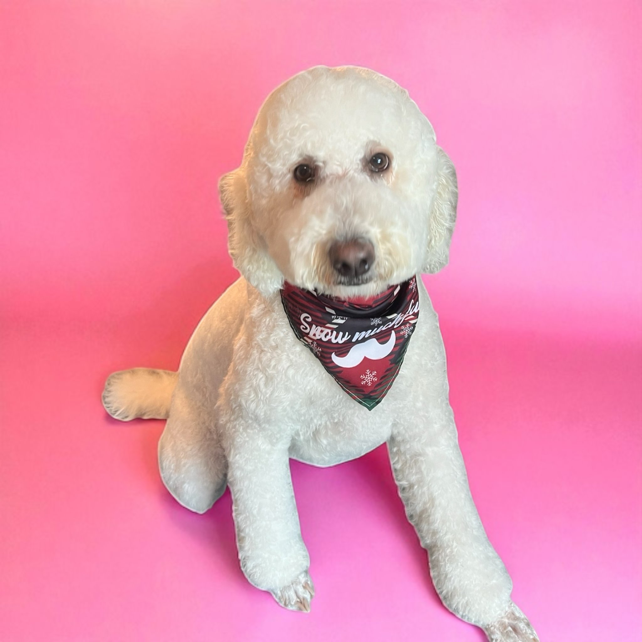 A white fluffy dog with dark eyes and a black nose wearing a red bandana with white lettering and snowflake design, sitting on a pink background.