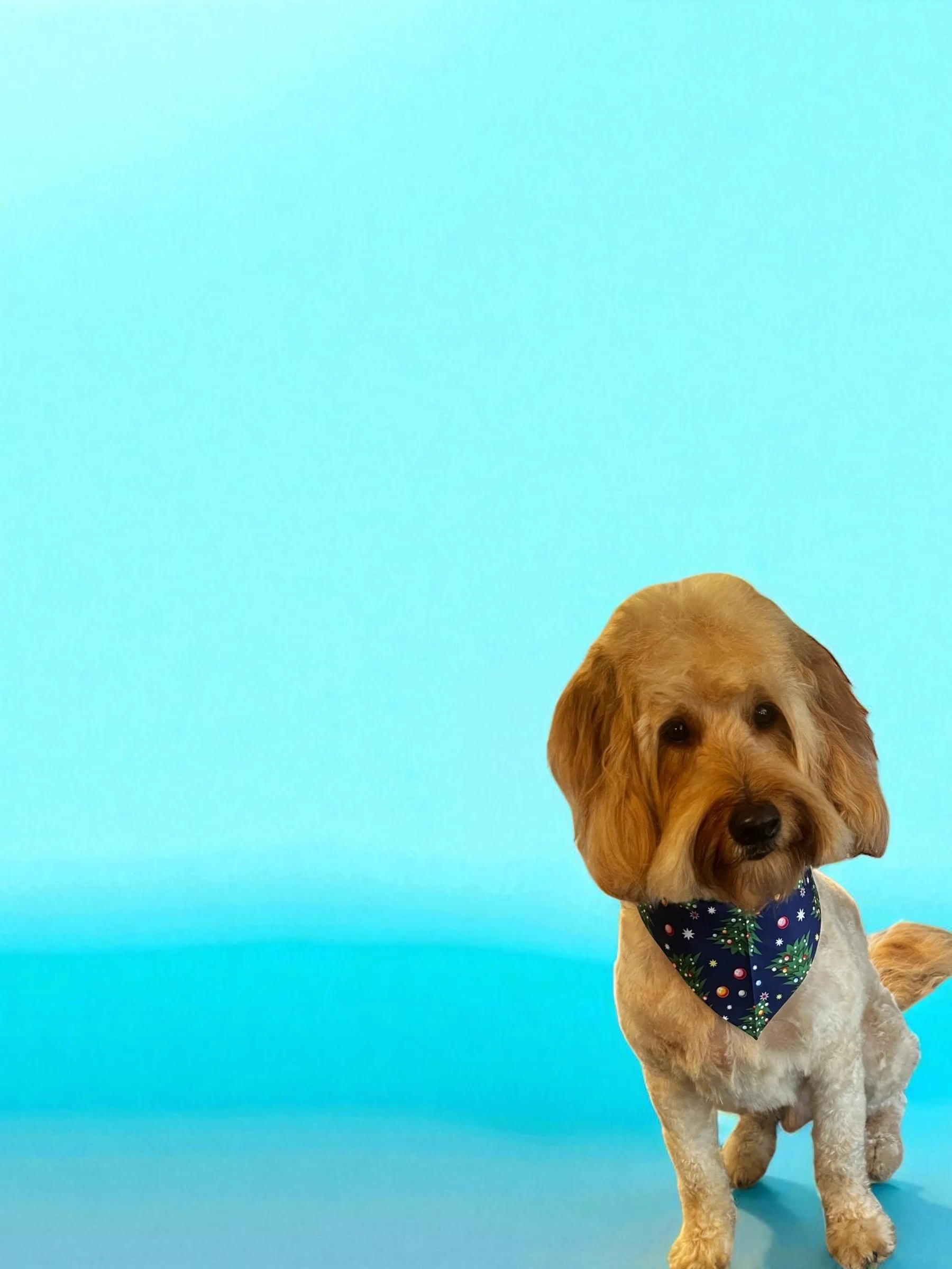 A cute dog wearing a Christmas-themed bandana sitting against a blue gradient background.