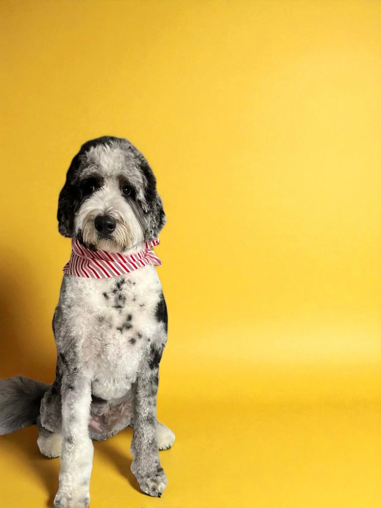 A cute black and white dog with a curly tail and a red and white striped bandana sitting against a yellow background.