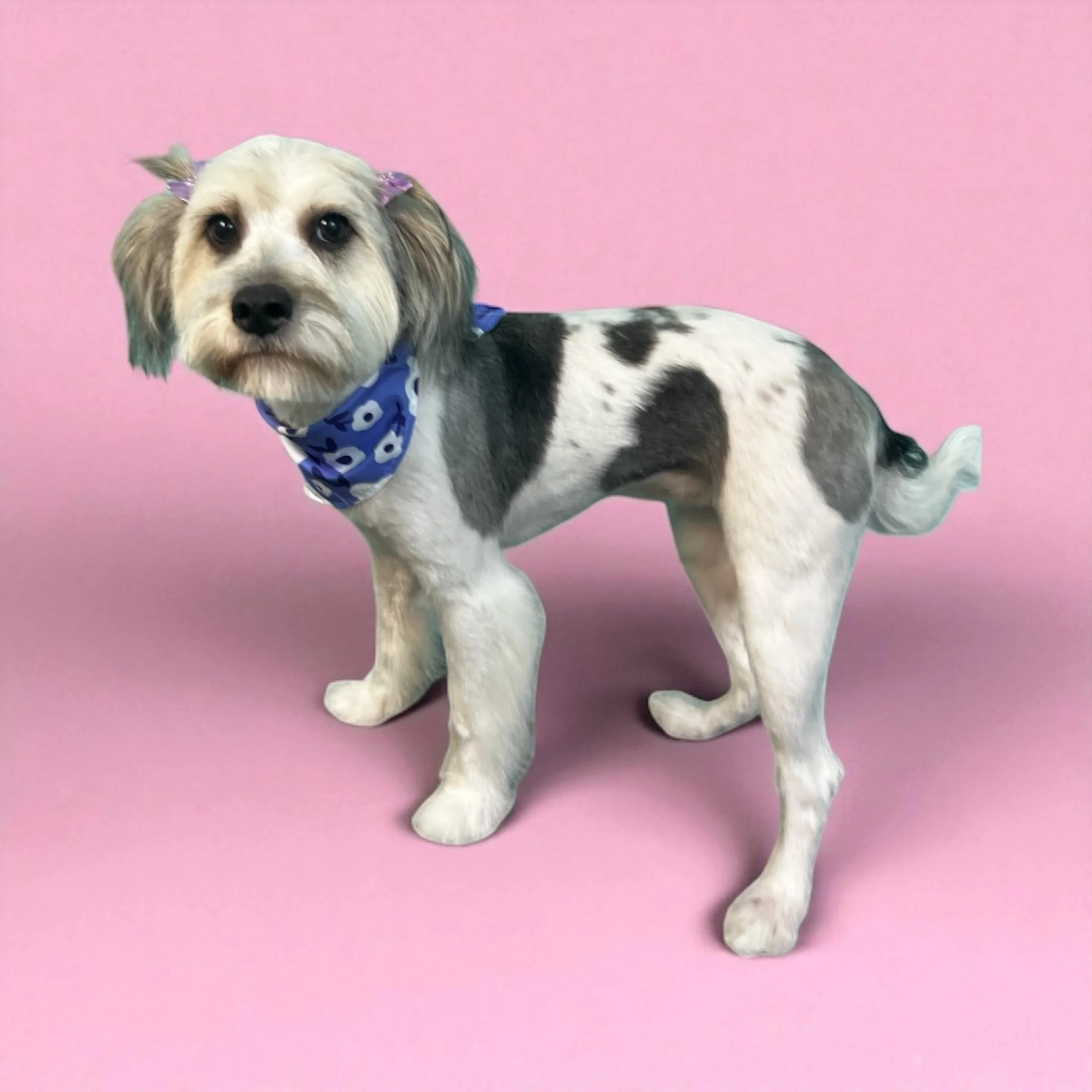 A dog with a unique hybrid appearance, featuring the body of a dog and the face of a different dog or a cat, standing on a pink background, wearing a blue bandana.