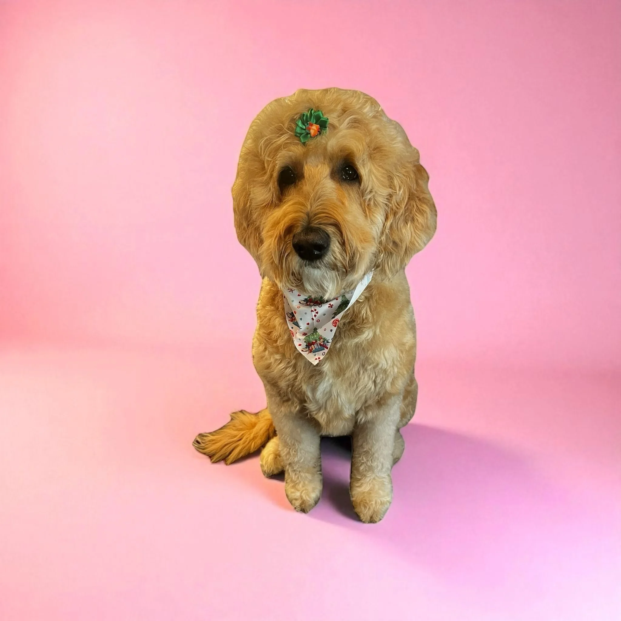 A tan curly-haired dog sitting against a pink background, decorated with a green and red bow on its head and a Christmas-themed bandana around its neck.