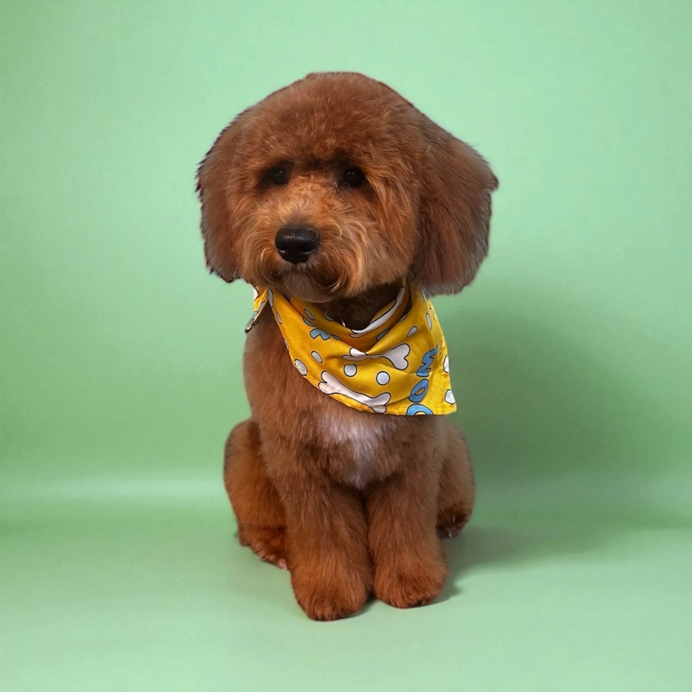 A small brown puppy wearing a yellow bandana with white and blue designs, sitting on a light green surface with a green background.