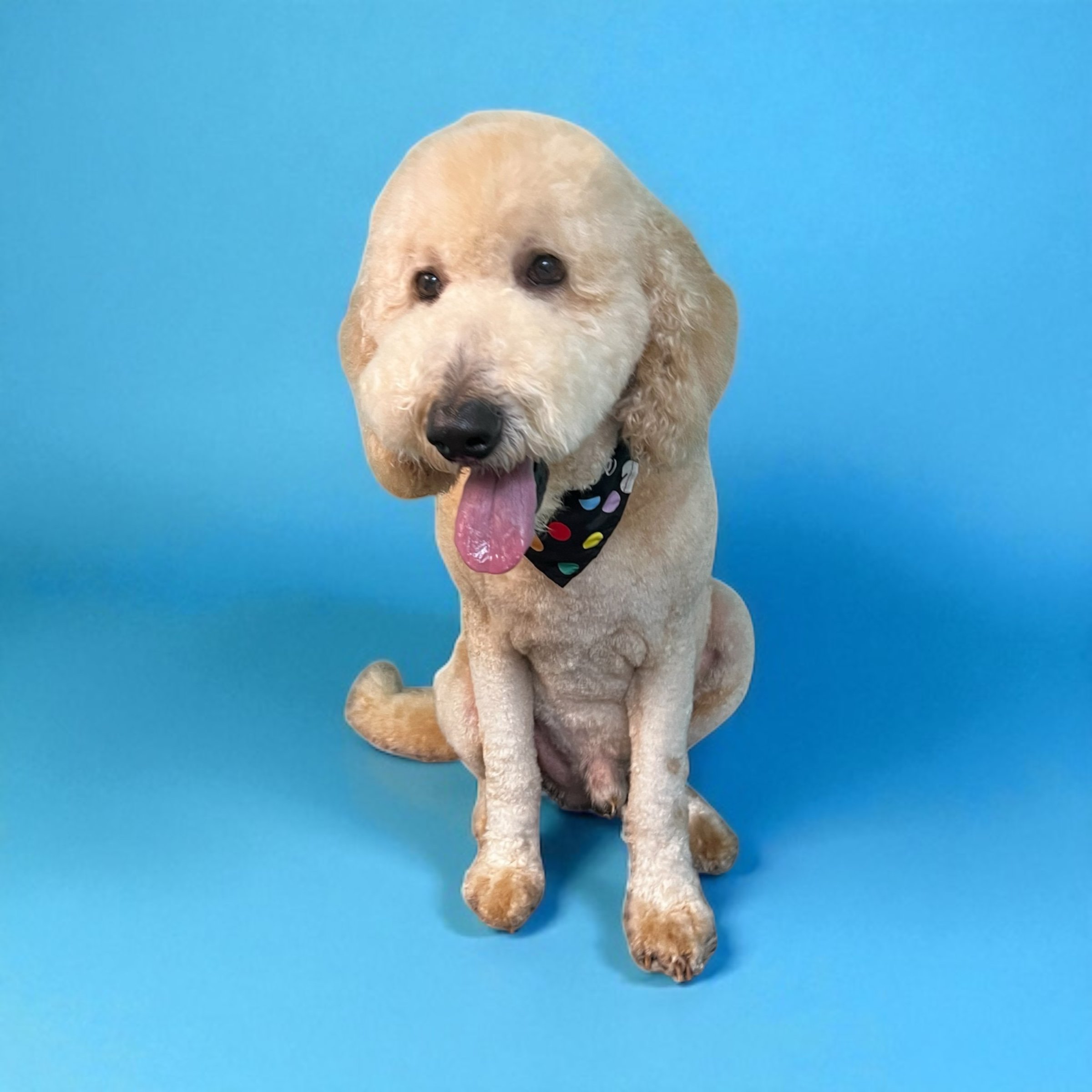 Yellow Labradoodle dog sitting against a blue background, wearing a black bandana with colorful polka dots, with its tongue out and looking at the camera.
